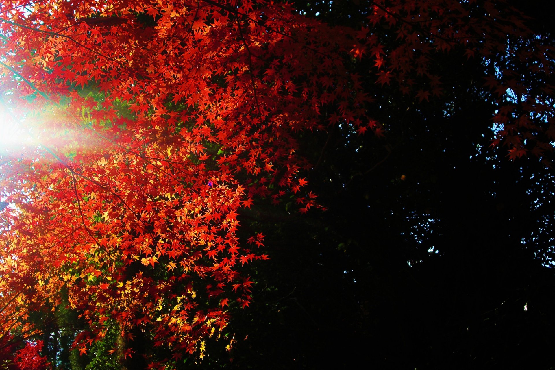 hojas luz oscuridad