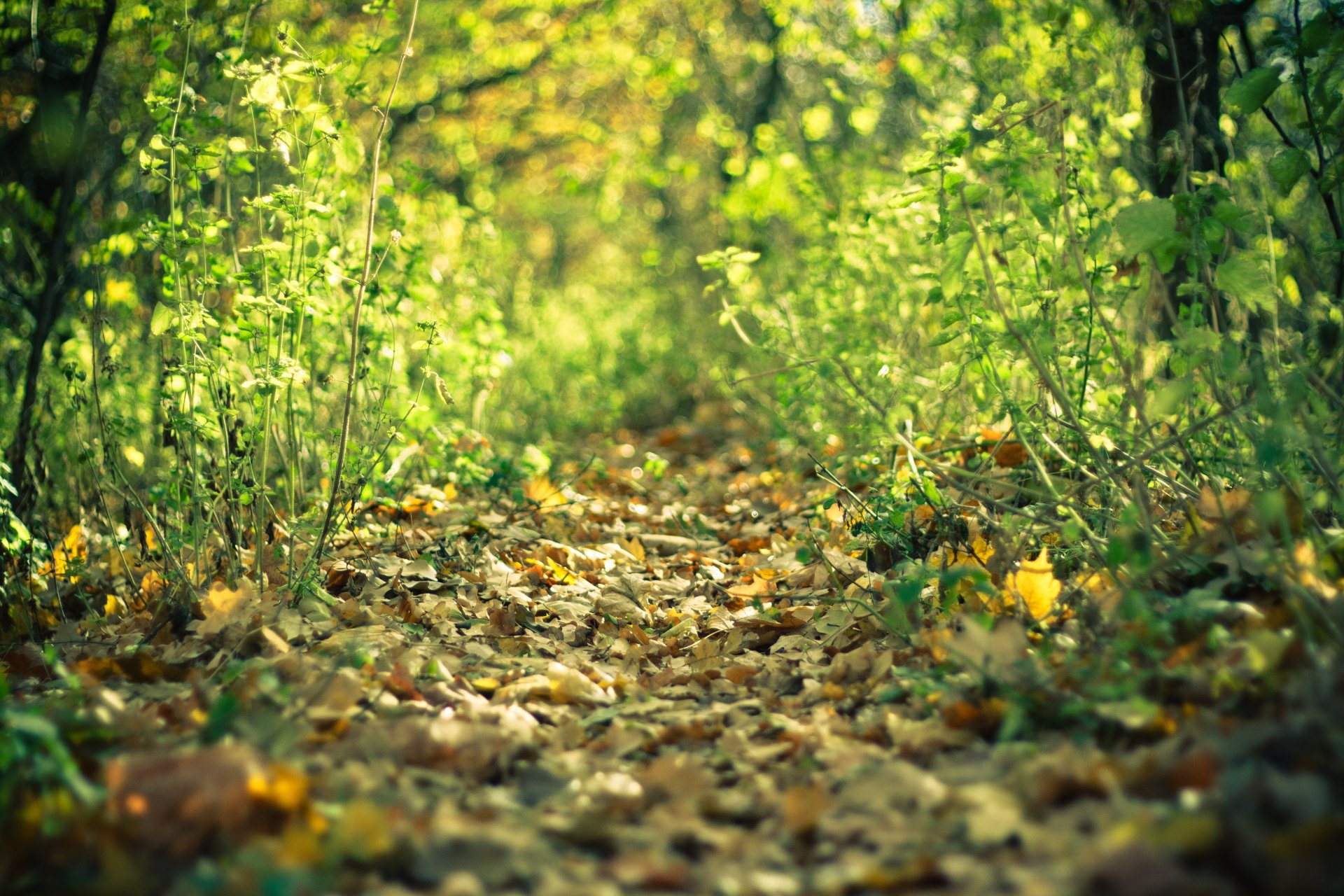 sendero bosque otoño hojas