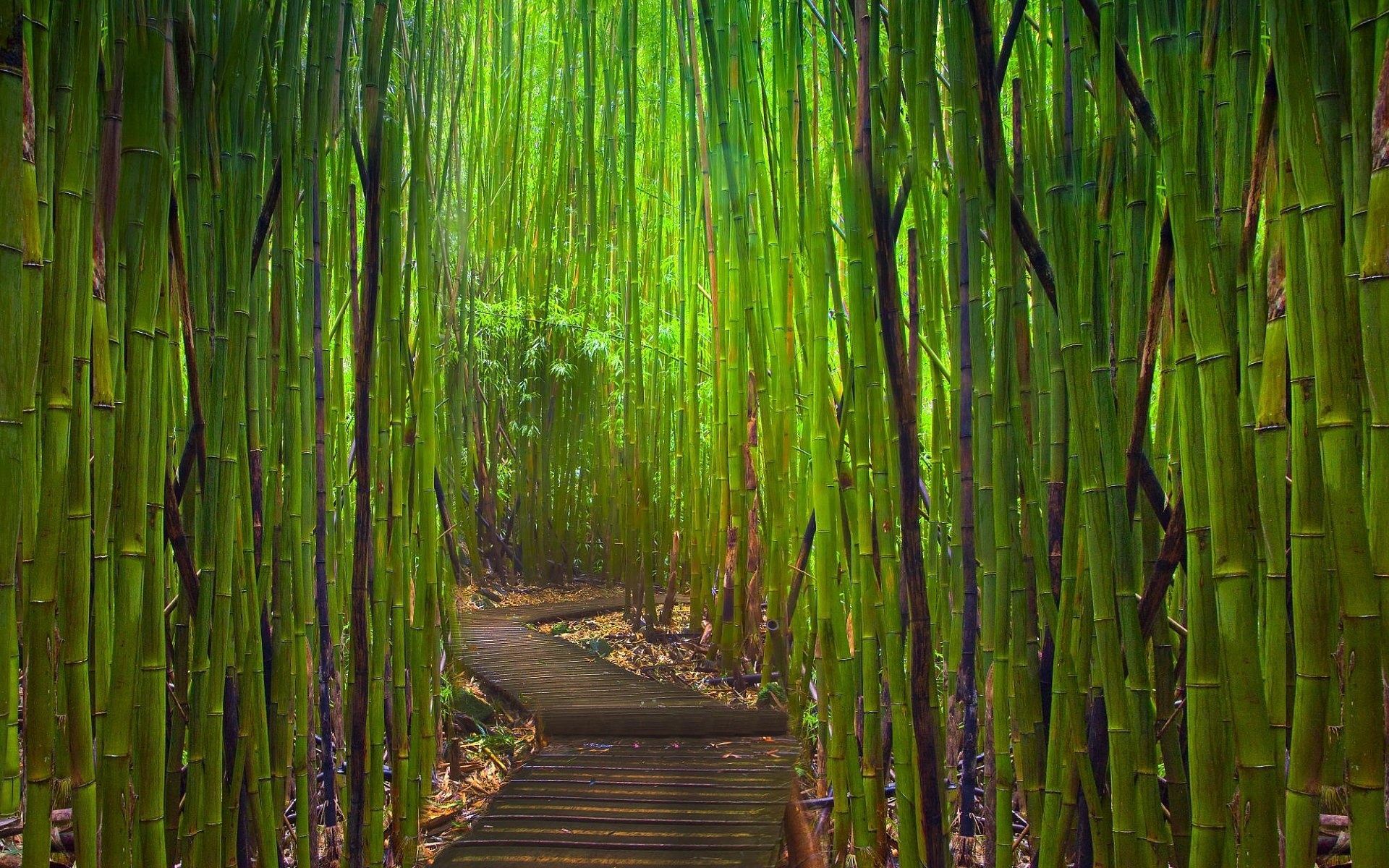 bambou fourrés chemin