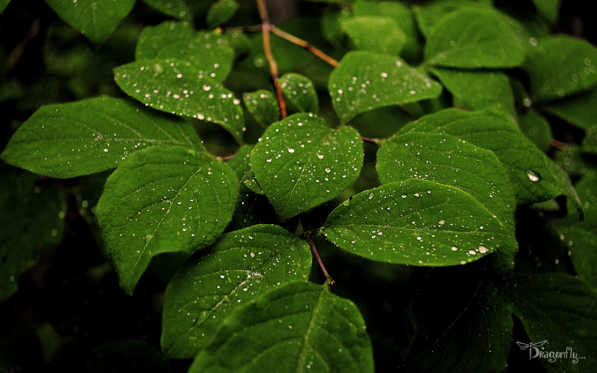 natura zieleń rośliny rosa