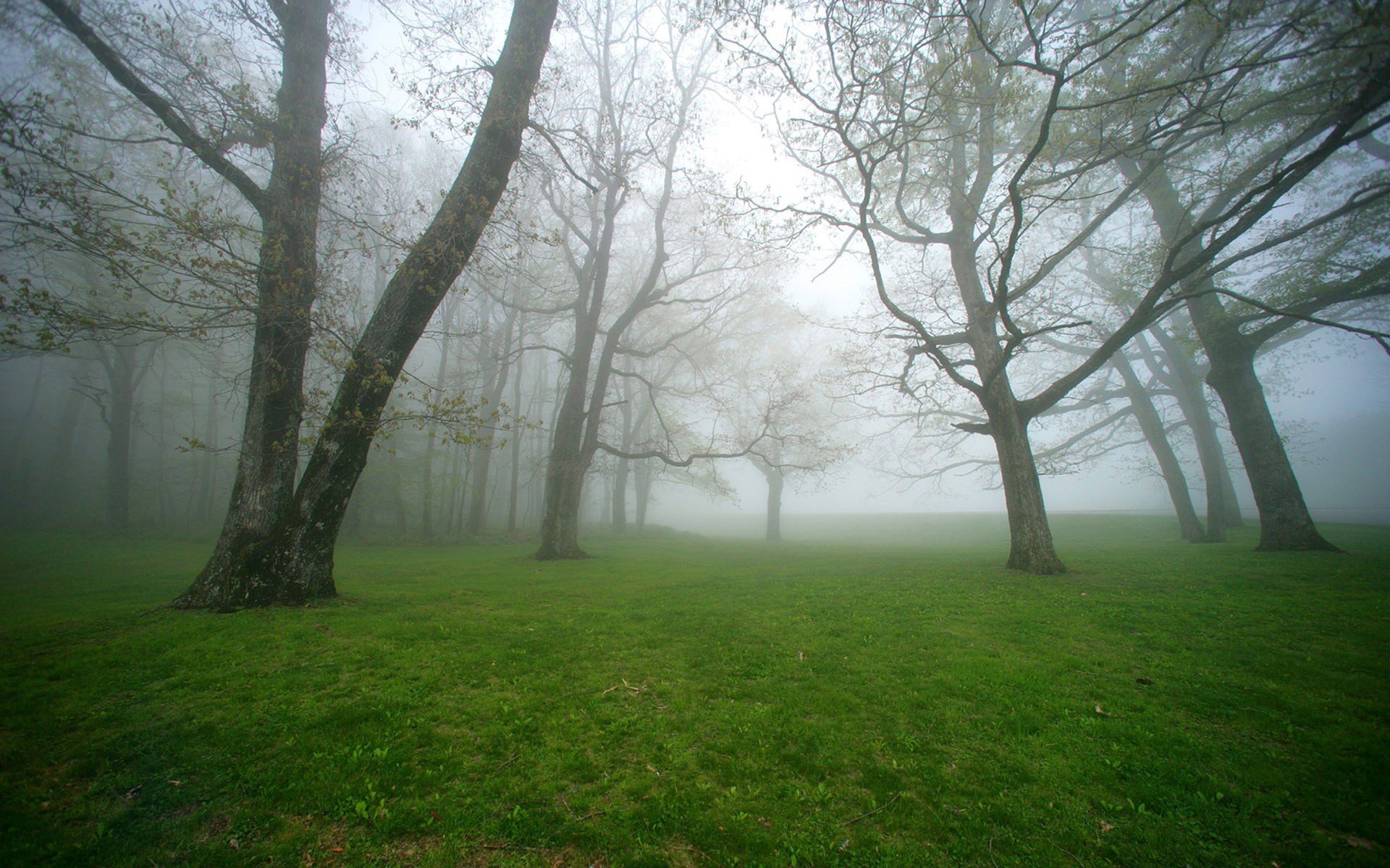 nebbia foresta alberi