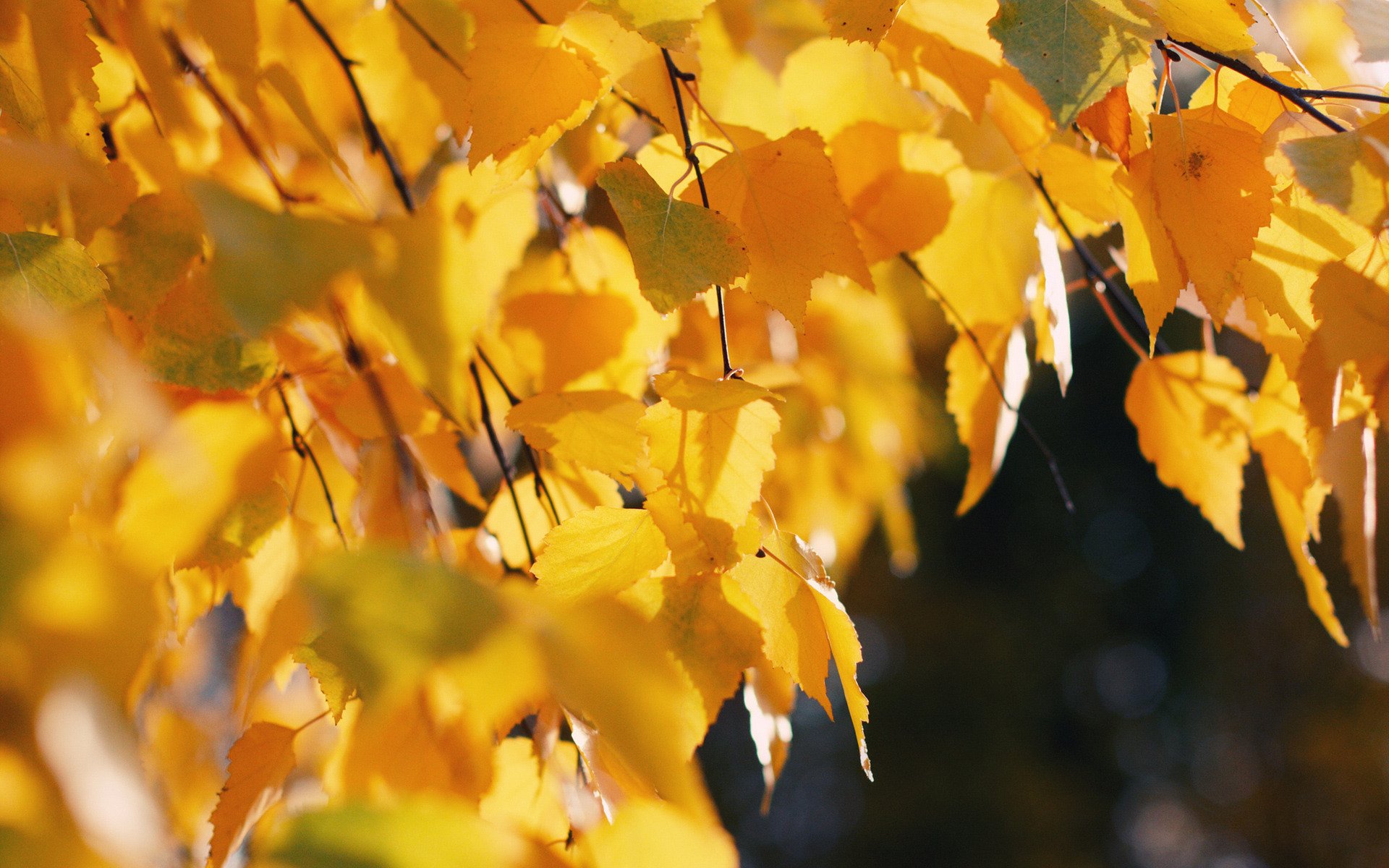 nature automne arbre feuilles arbres