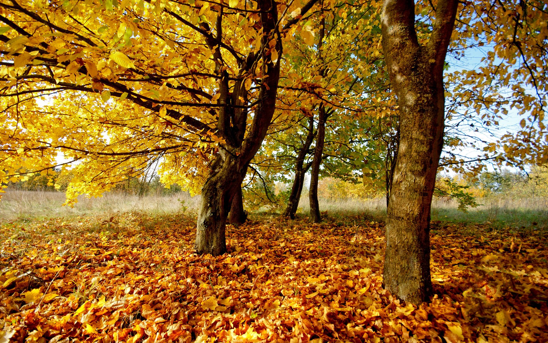 autumn nature leaves tree