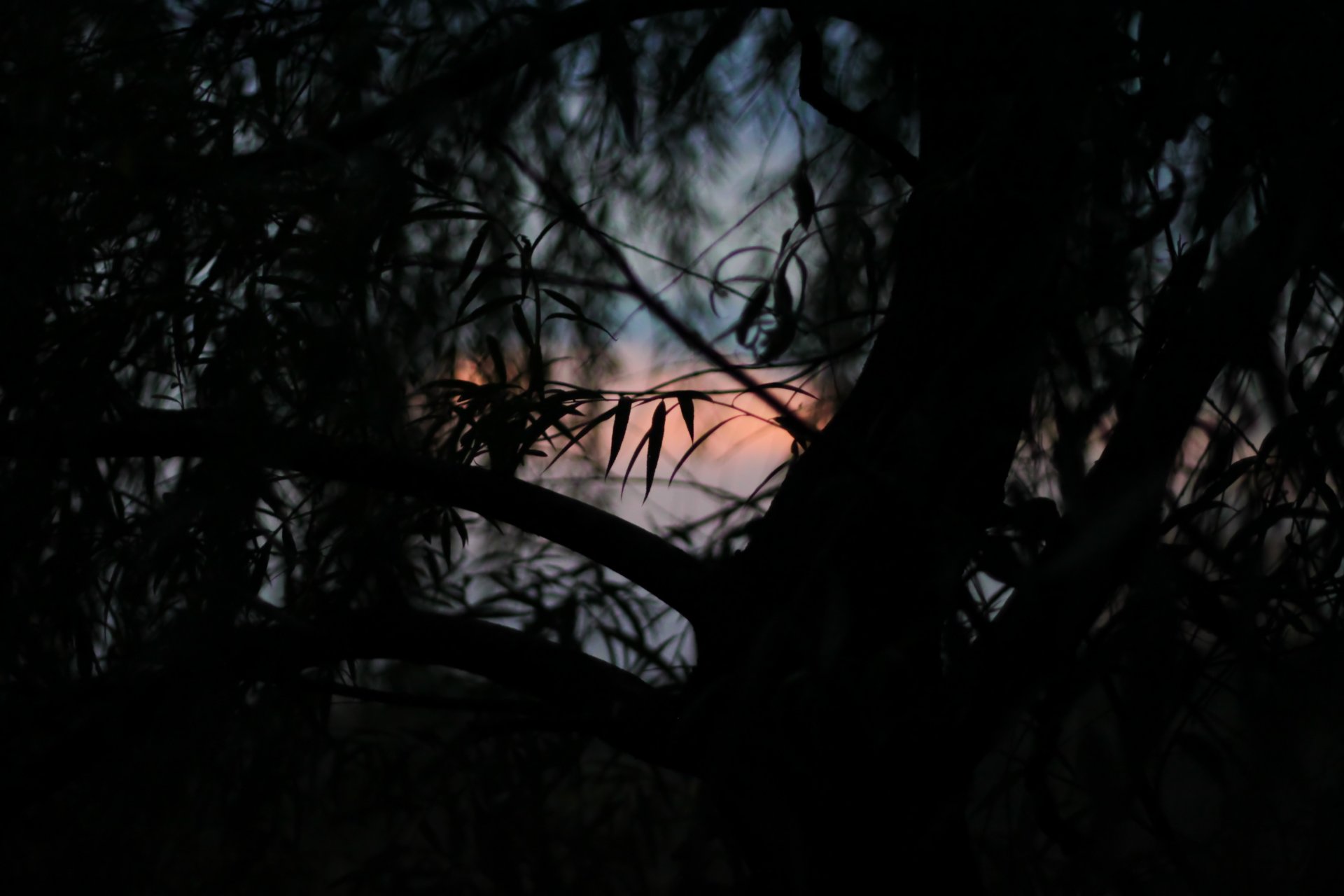 albero foglie tramonto