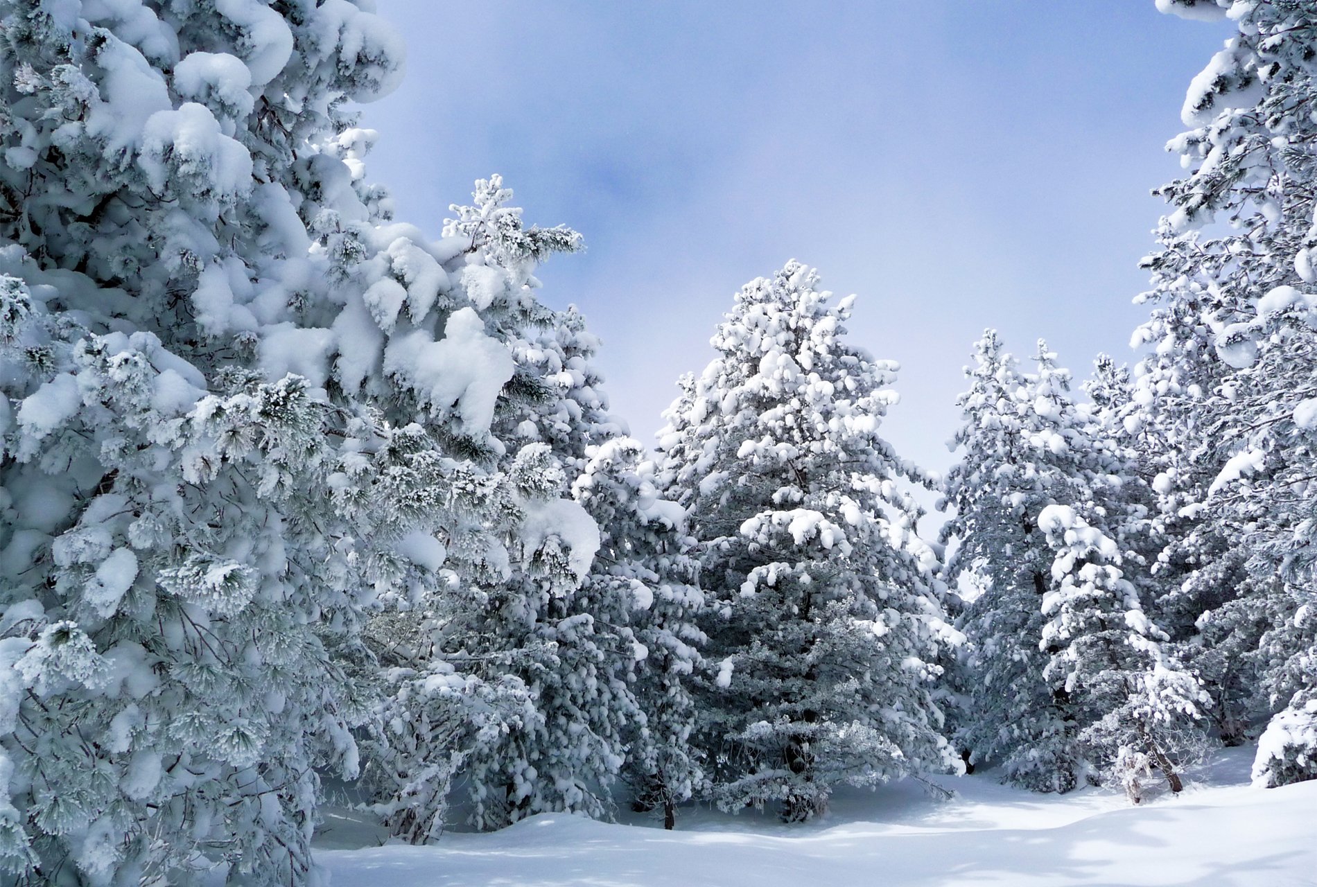 hiver forêt neige arbre