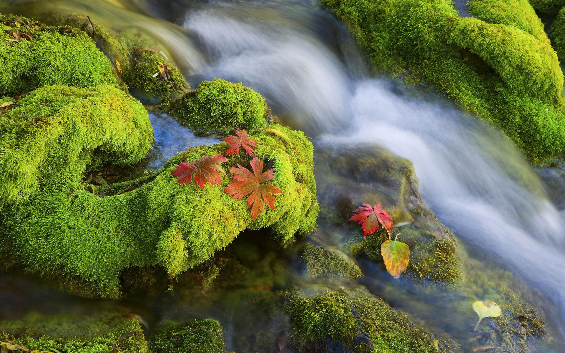 agua musgo piedras