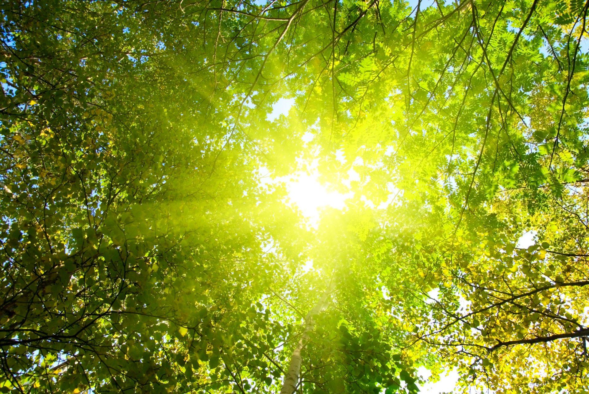 natur bäume wald sonne strahlen licht morgen park