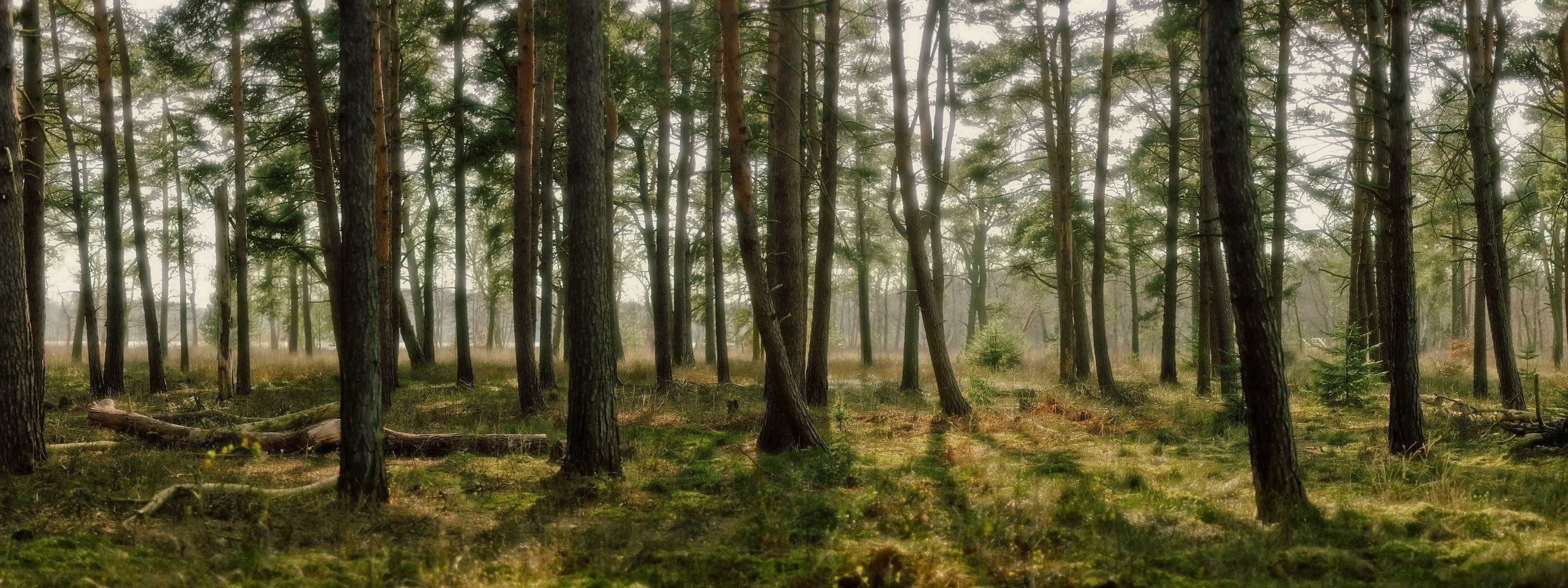 las natura drzewa trawa światło