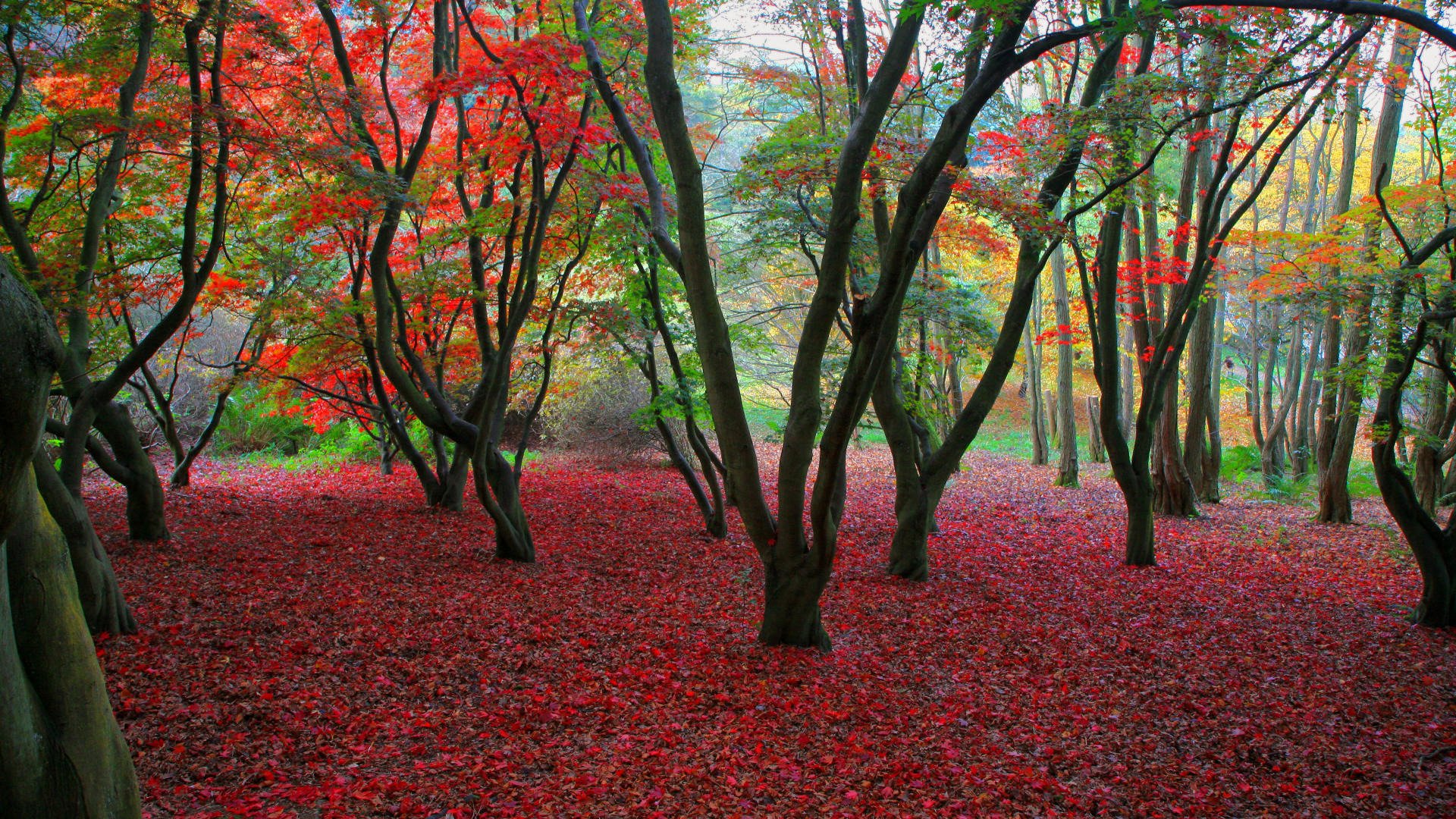 otoño follaje árboles