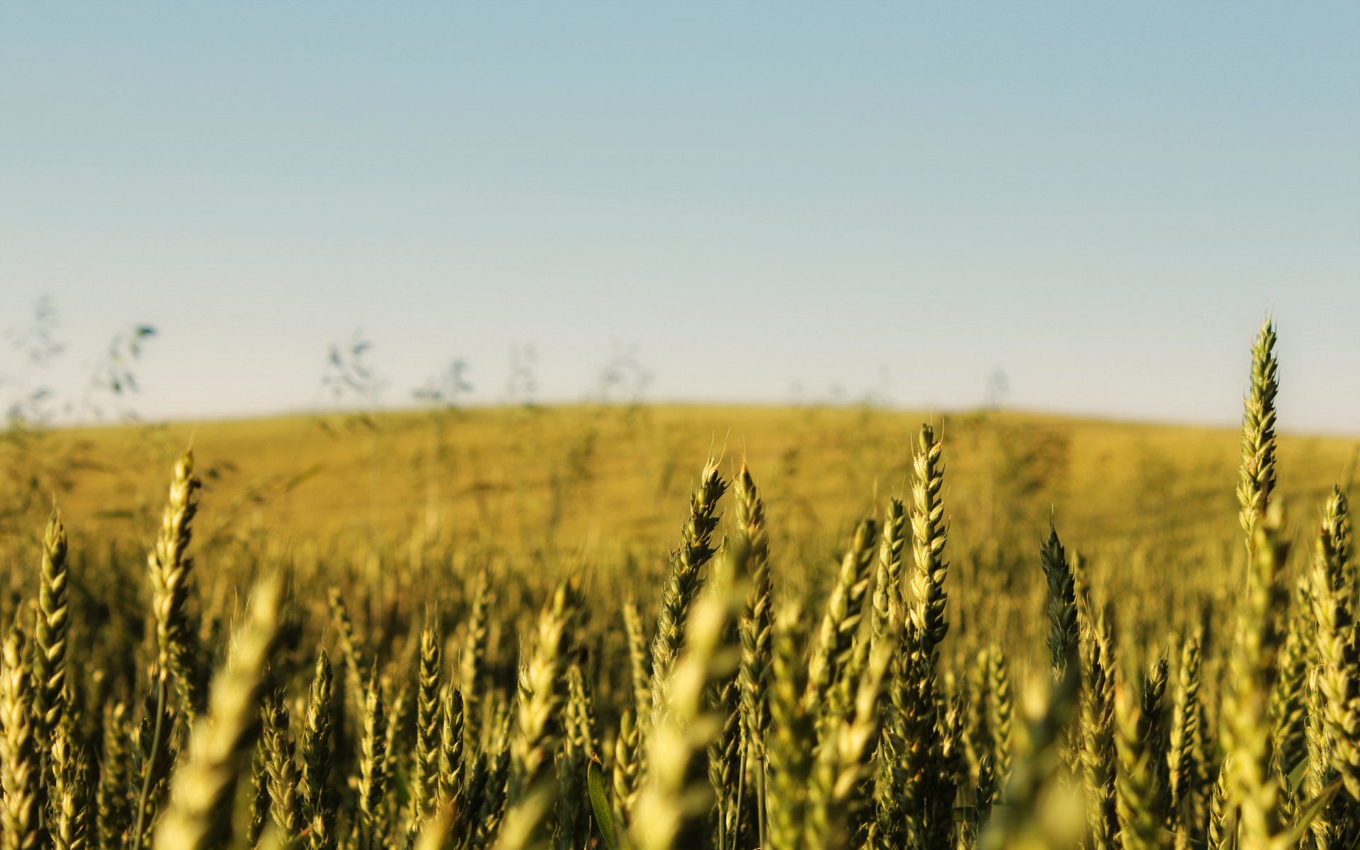 nature landscape the field ears sky