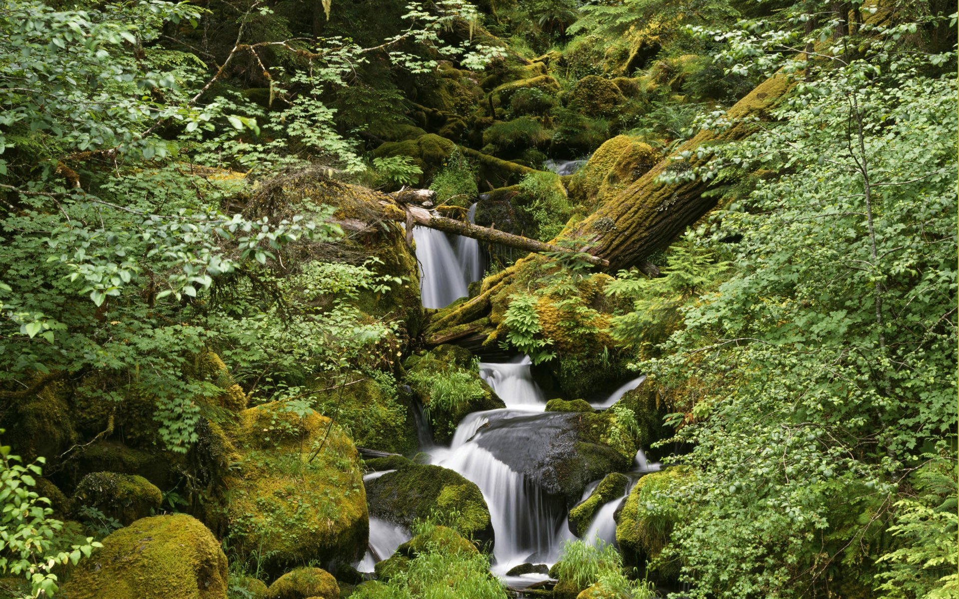 wald steine bach