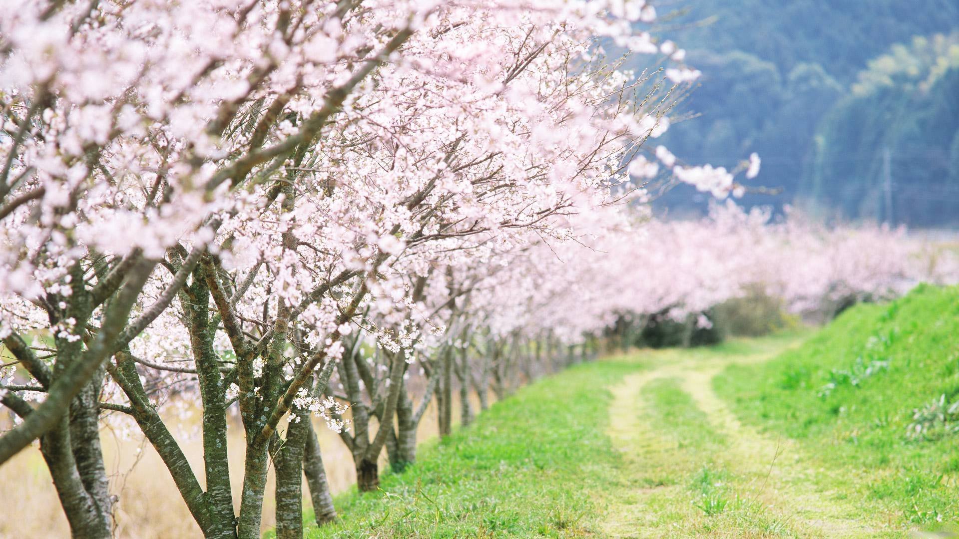 nature paysage route arbres printemps