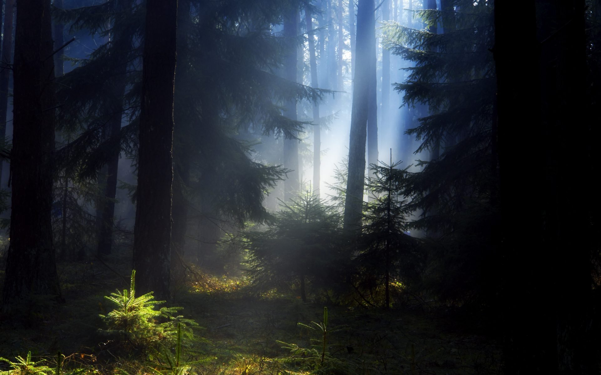 forest summer christmas tree pine haze morning night beauty