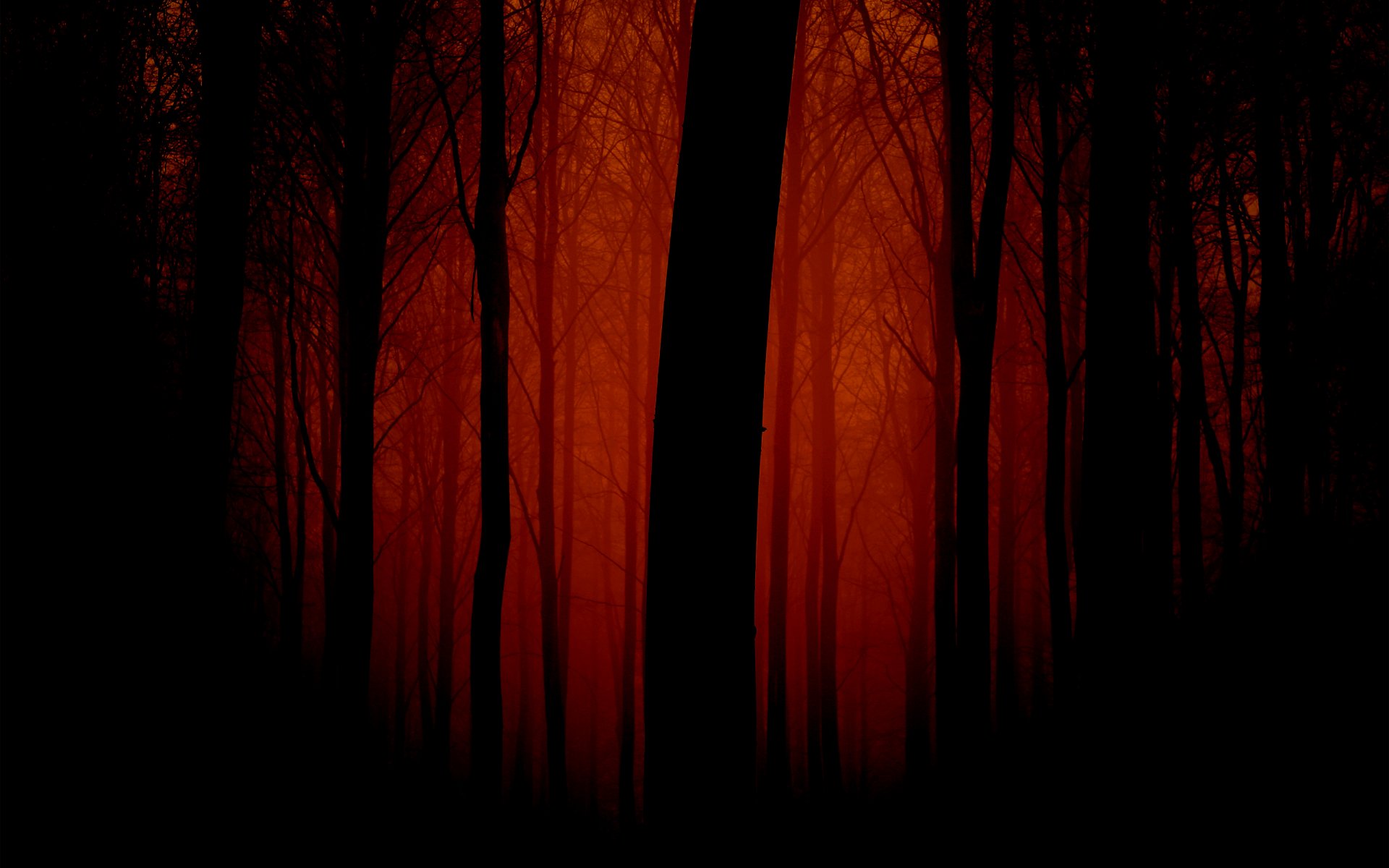 forest night tree nature landscape