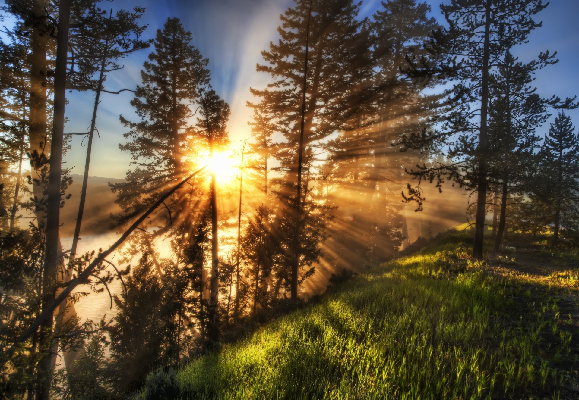 natura paesaggi raggi di luce sole alberi erba