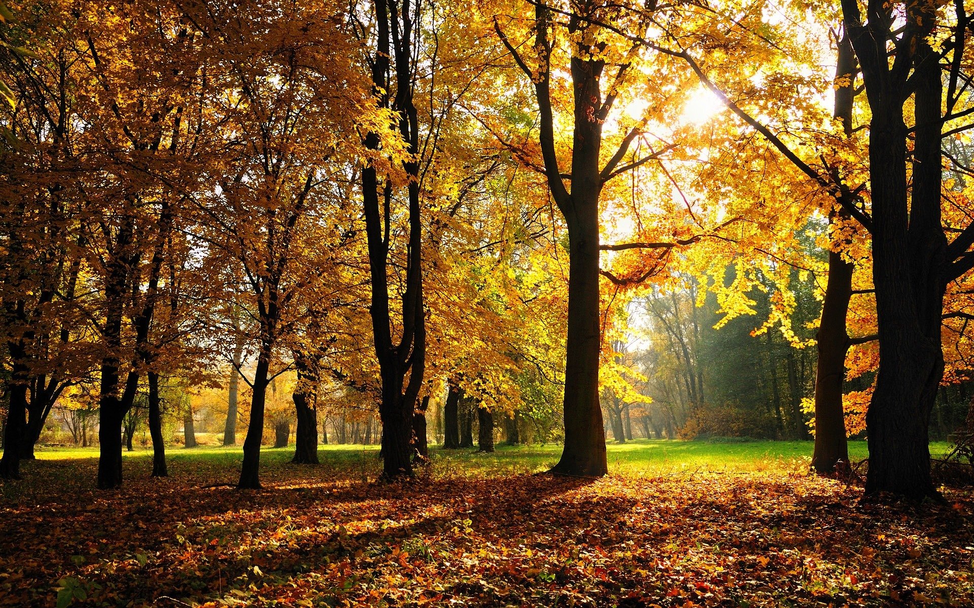 foresta parco alberi autunno fogliame erba