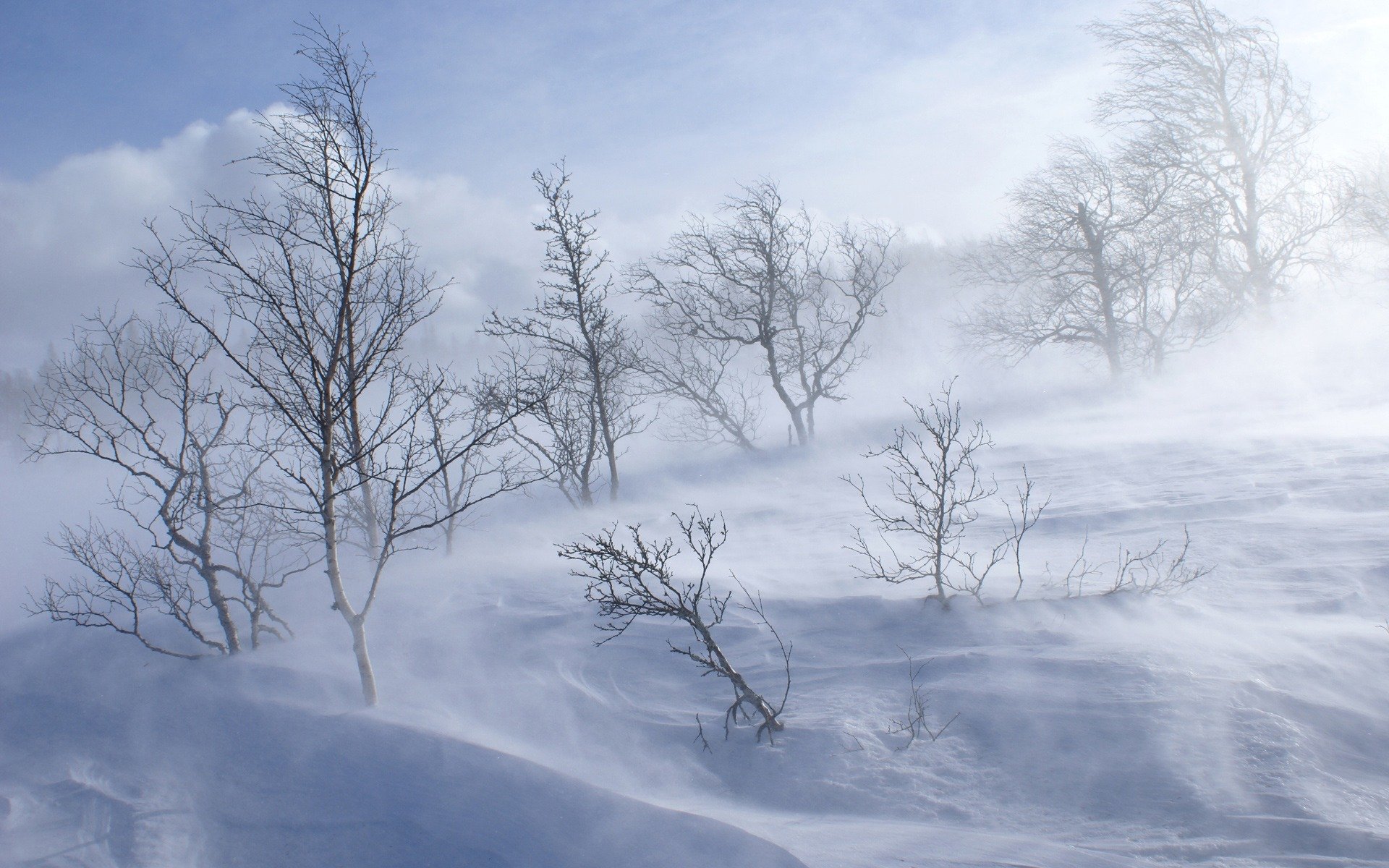 forêt hiver colline froid arbres blizzard neige