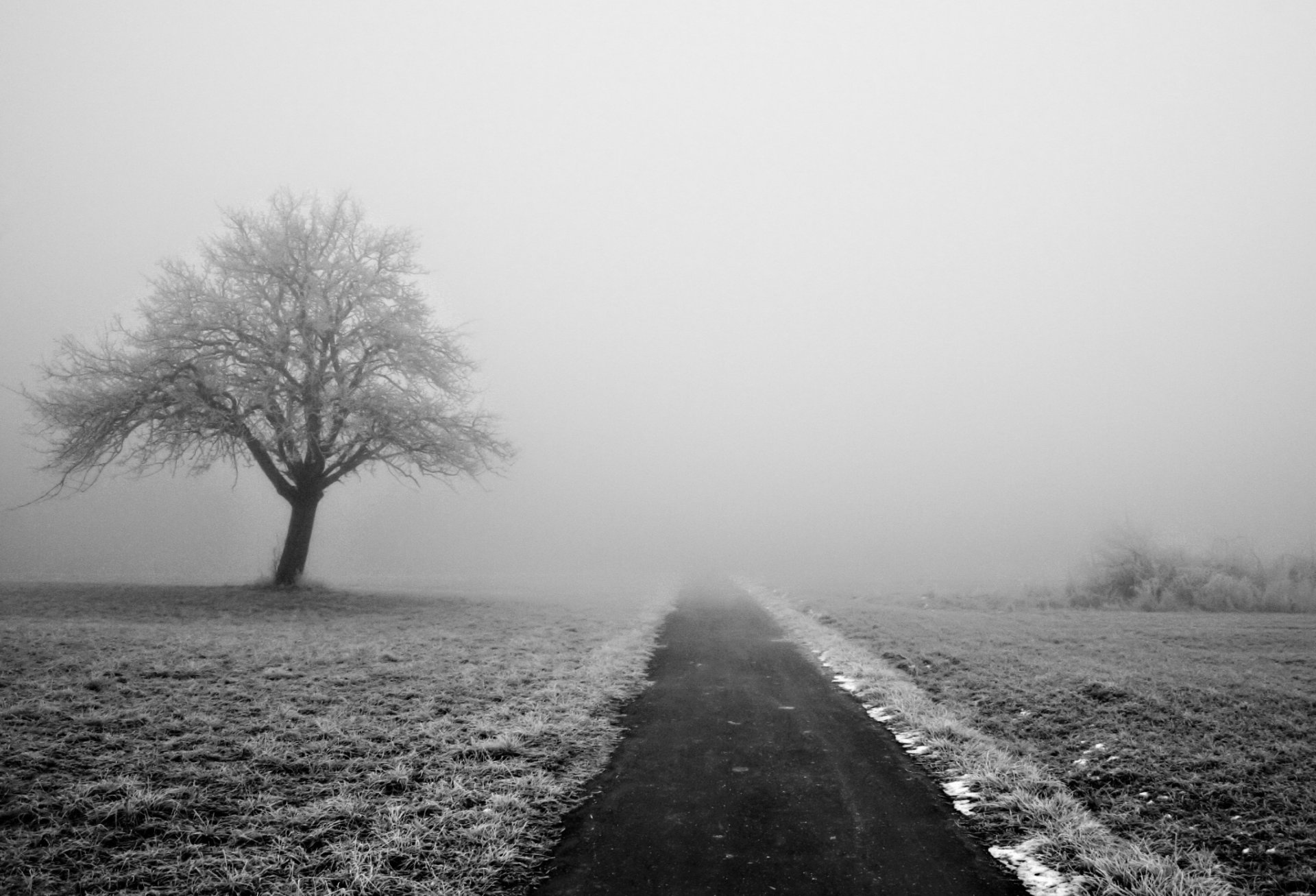 naturaleza invierno nieve niebla carretera árboles