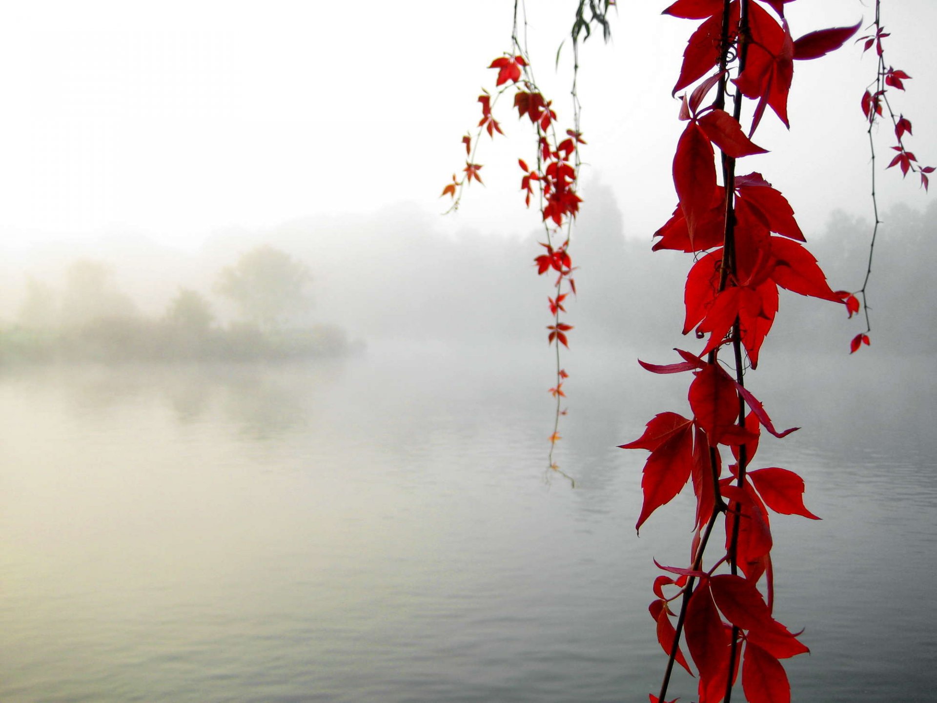 calme érable automne