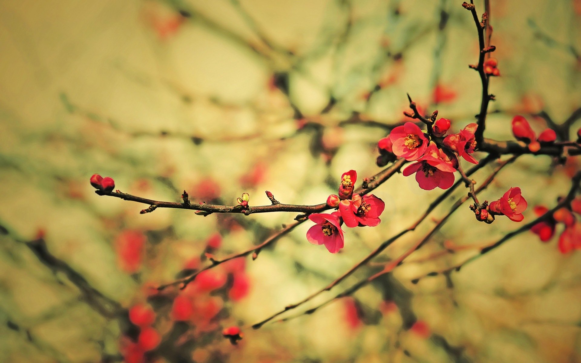 printemps branches bourgeons fleurs