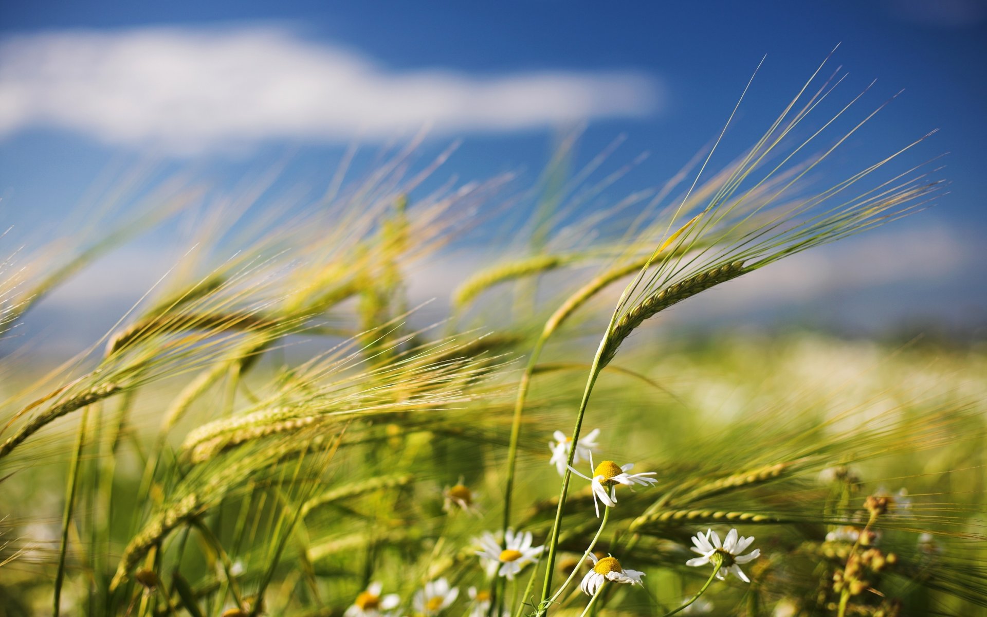 sommer feld ährchen gänseblümchen wind