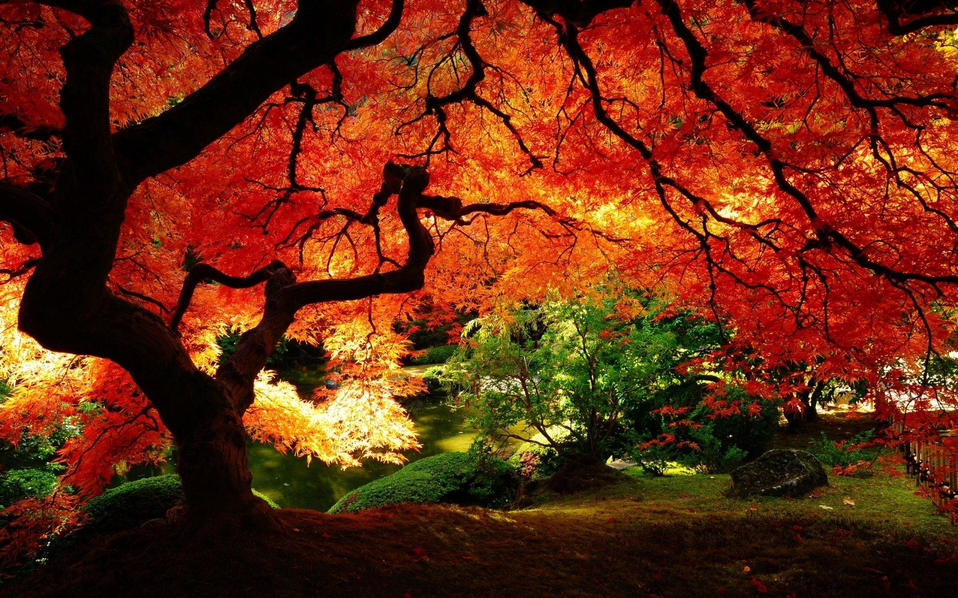 natur garten herbst rot gelbe blätter