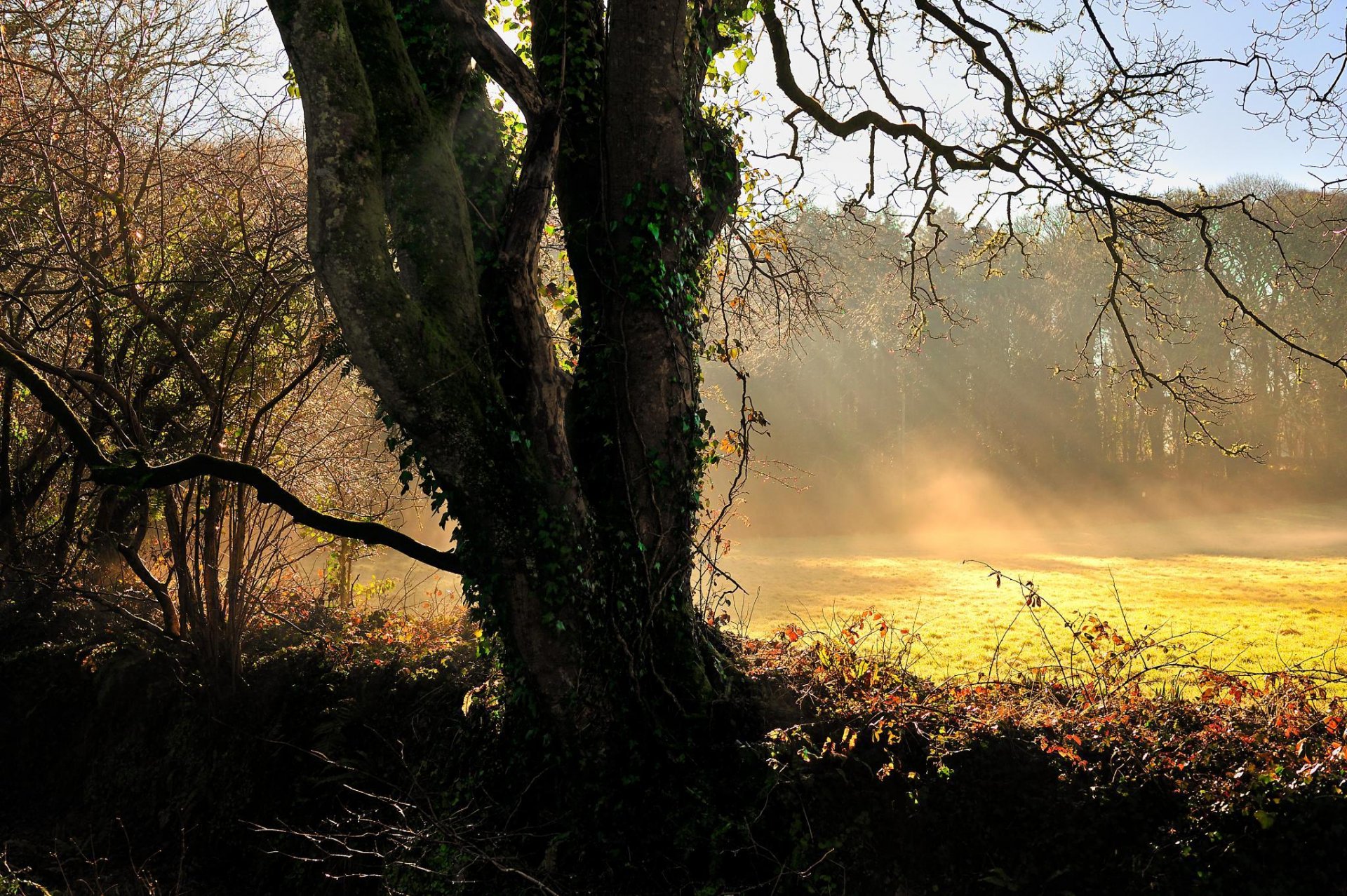 nature paysage arbre herbe rayons du soleil lumière