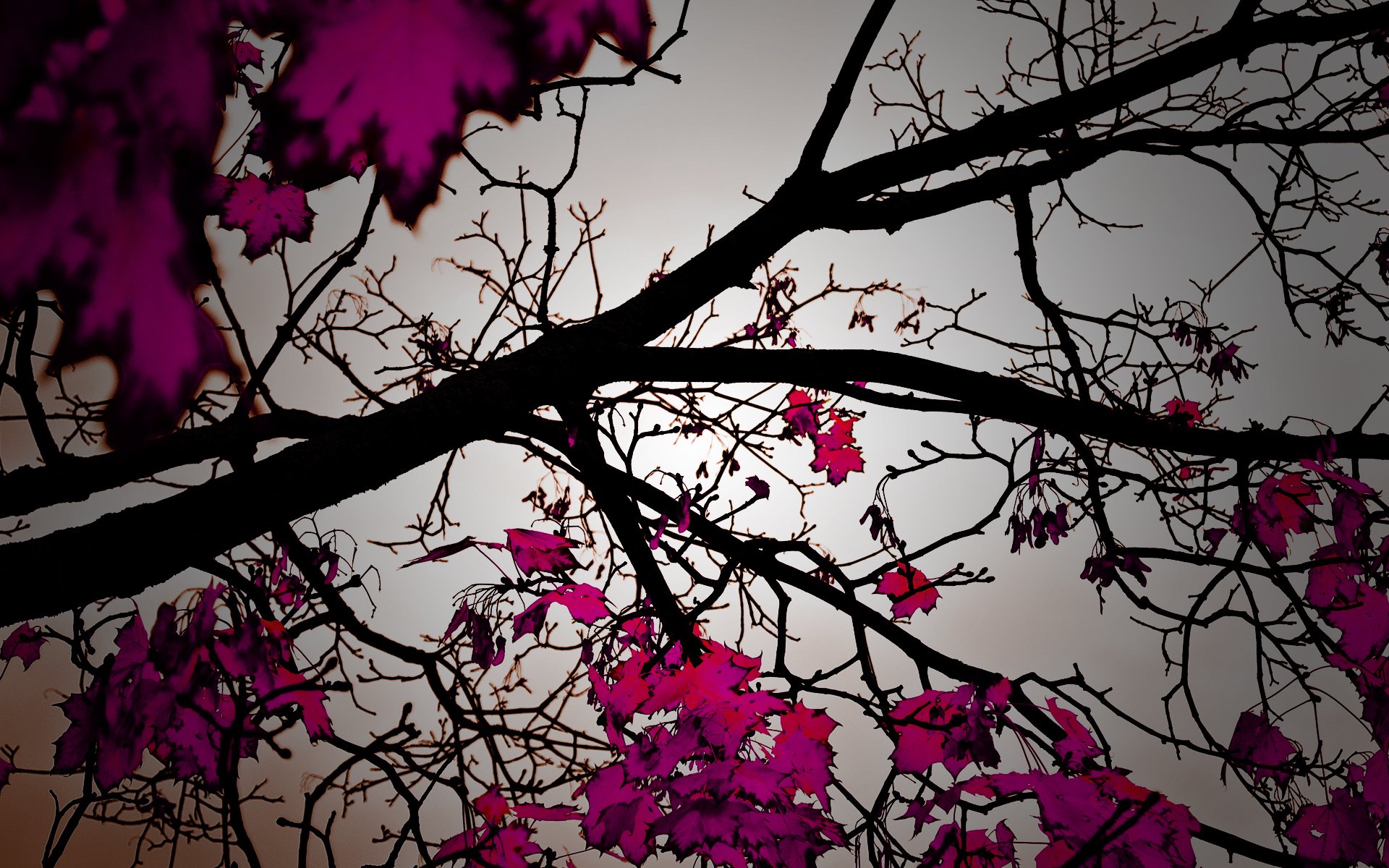 autumn nature leaf tree foliage of tree