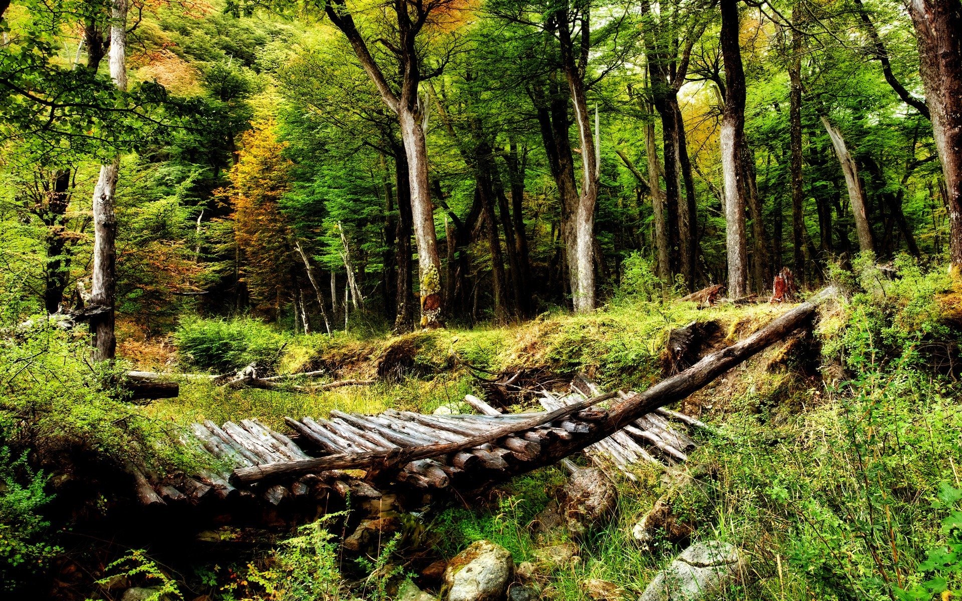 forêt arbres passerelle nature désert beauté