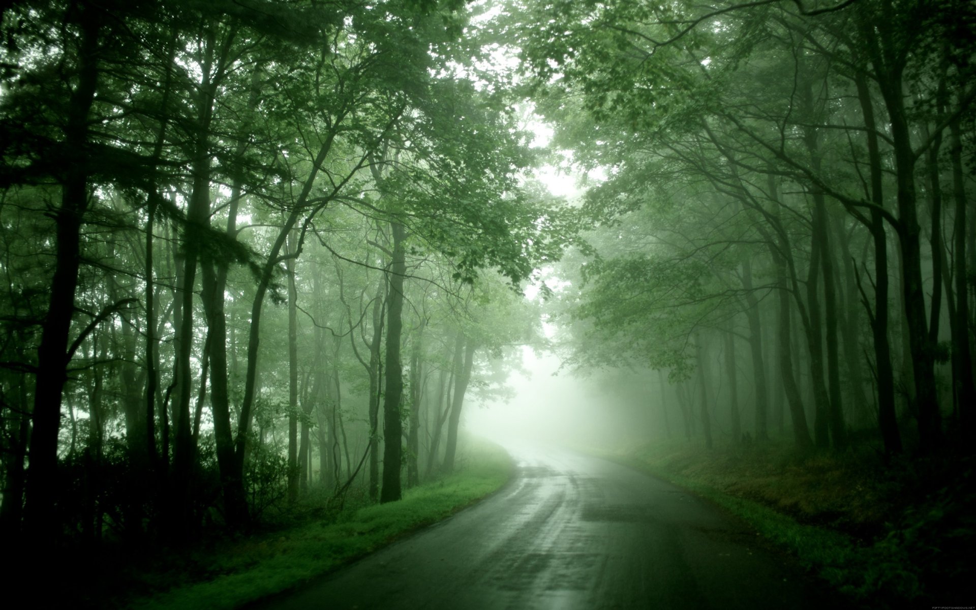 straße wald nebel