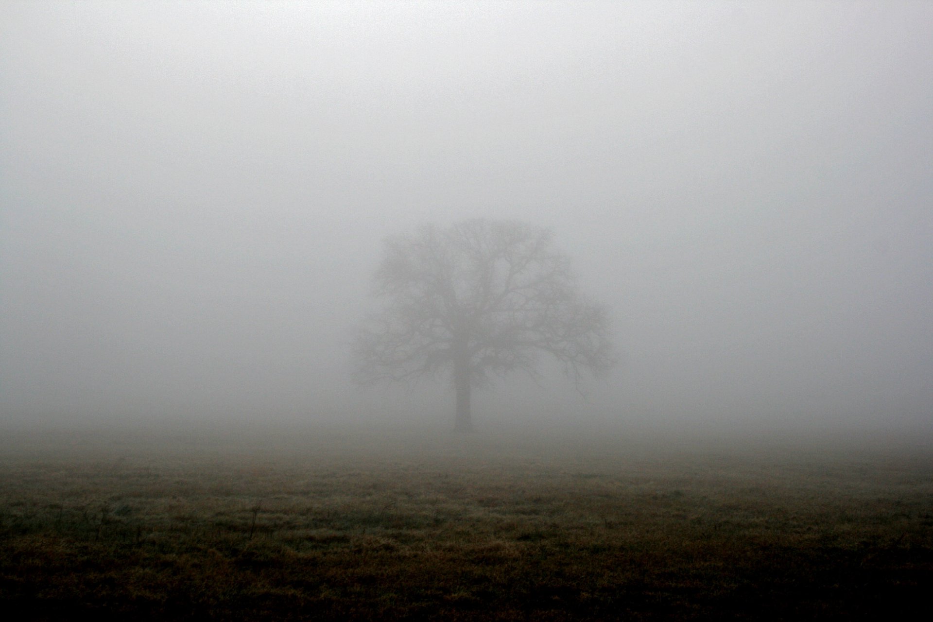 the field tree fog