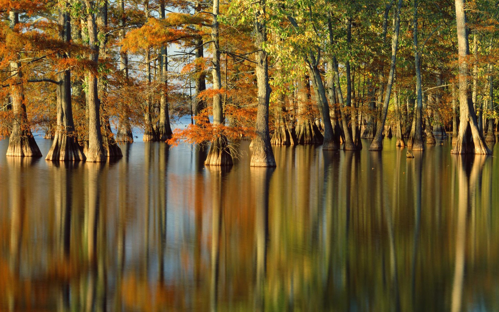 autumn nature tree water river photo