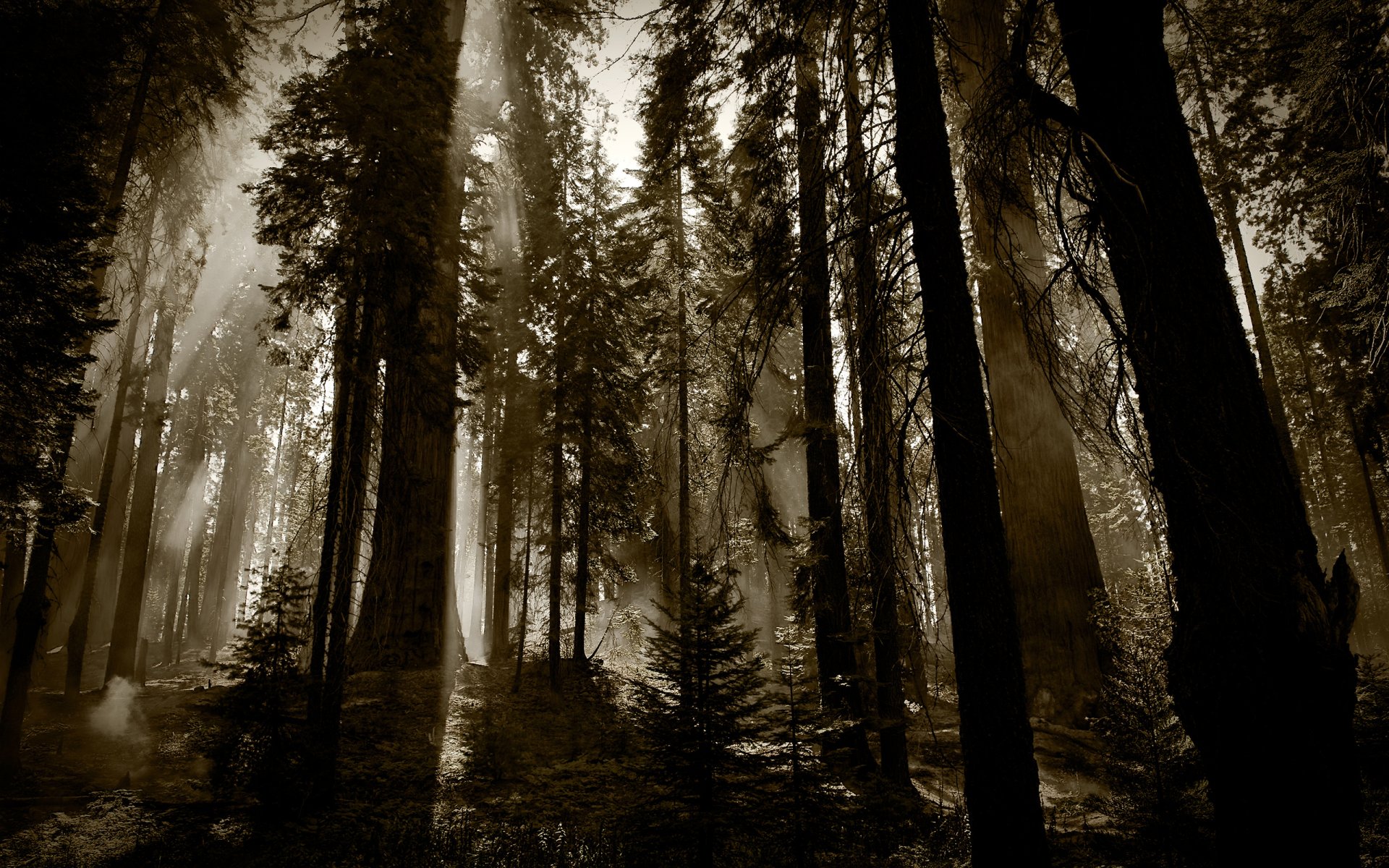 sombre forêt arbres