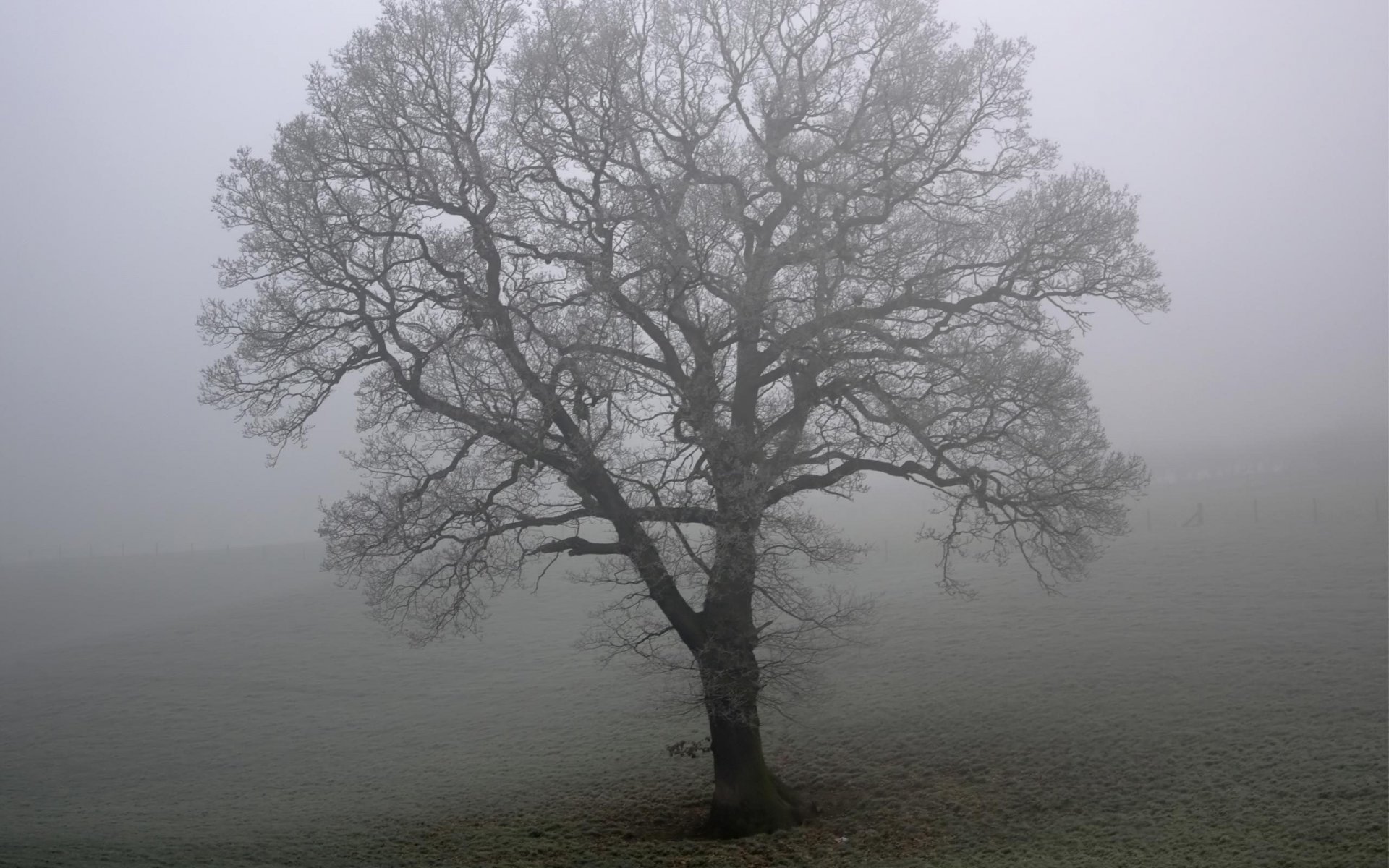 arbre champ brouillard