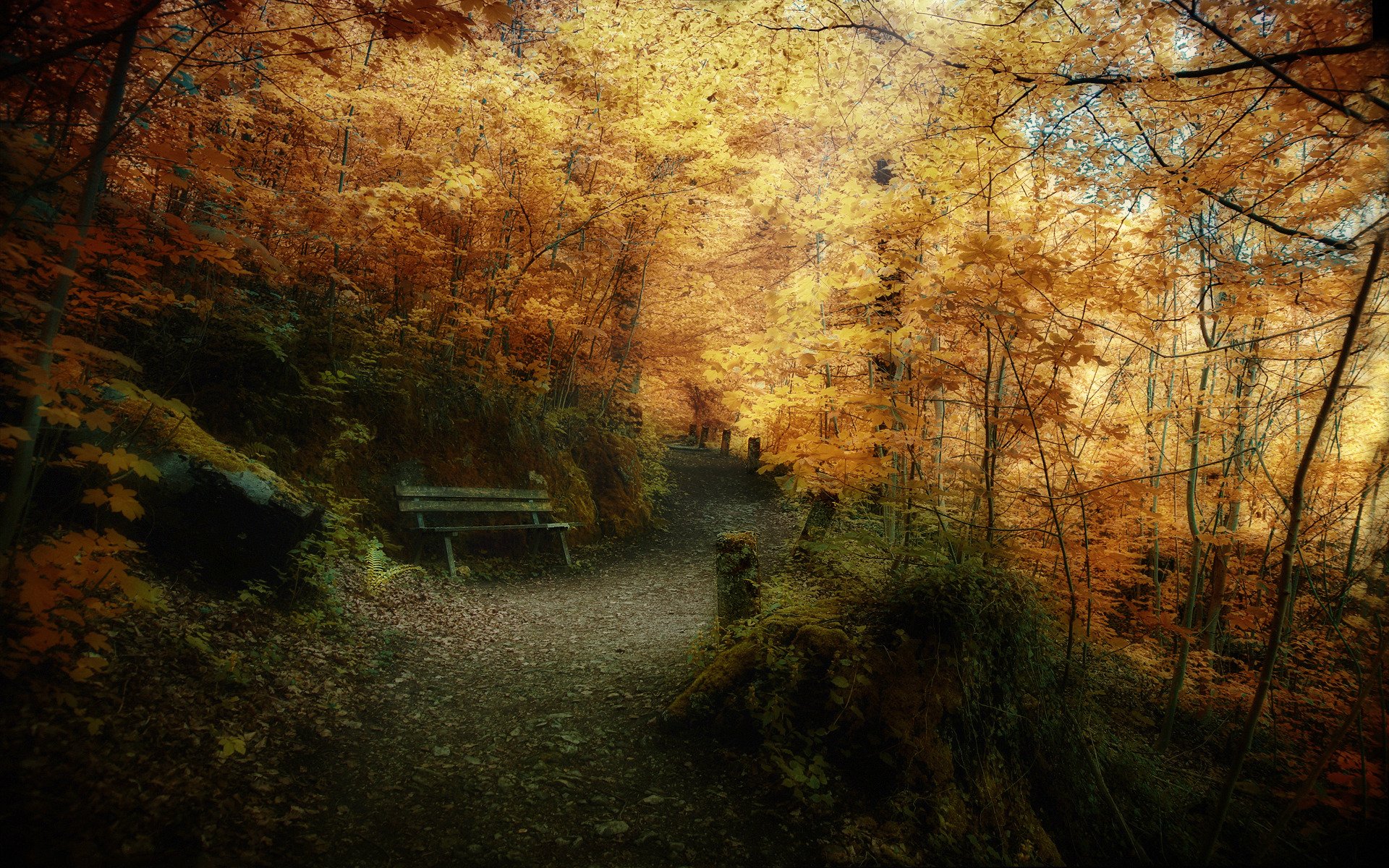 natur herbst park wald bäume blätter foto