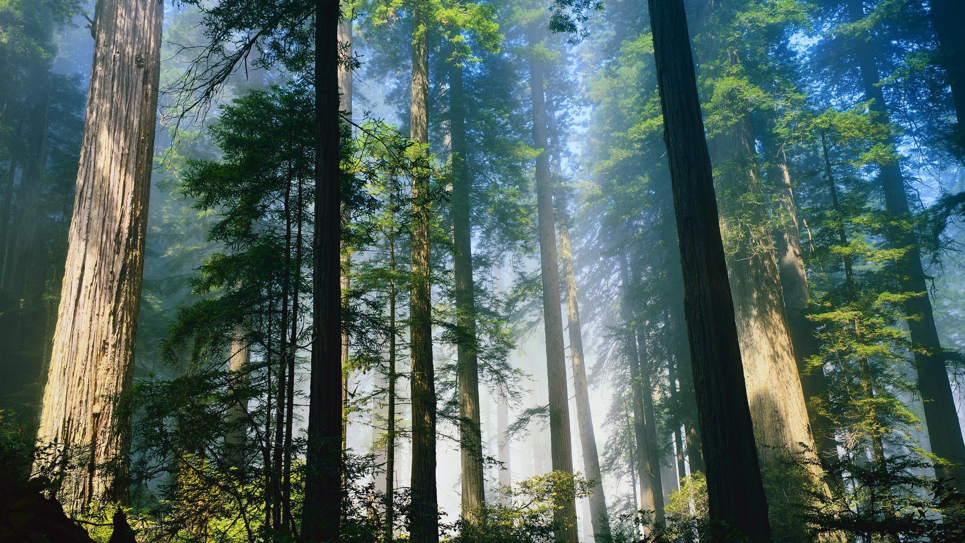 bosque árboles troncos