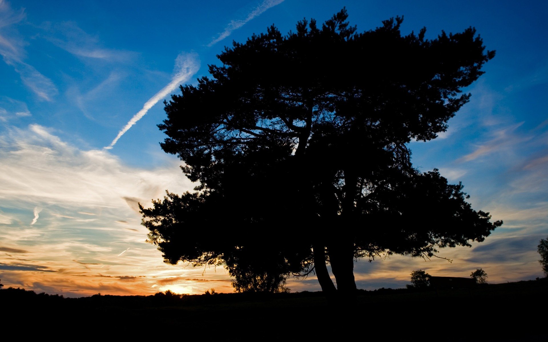 tree sunset sky shadow