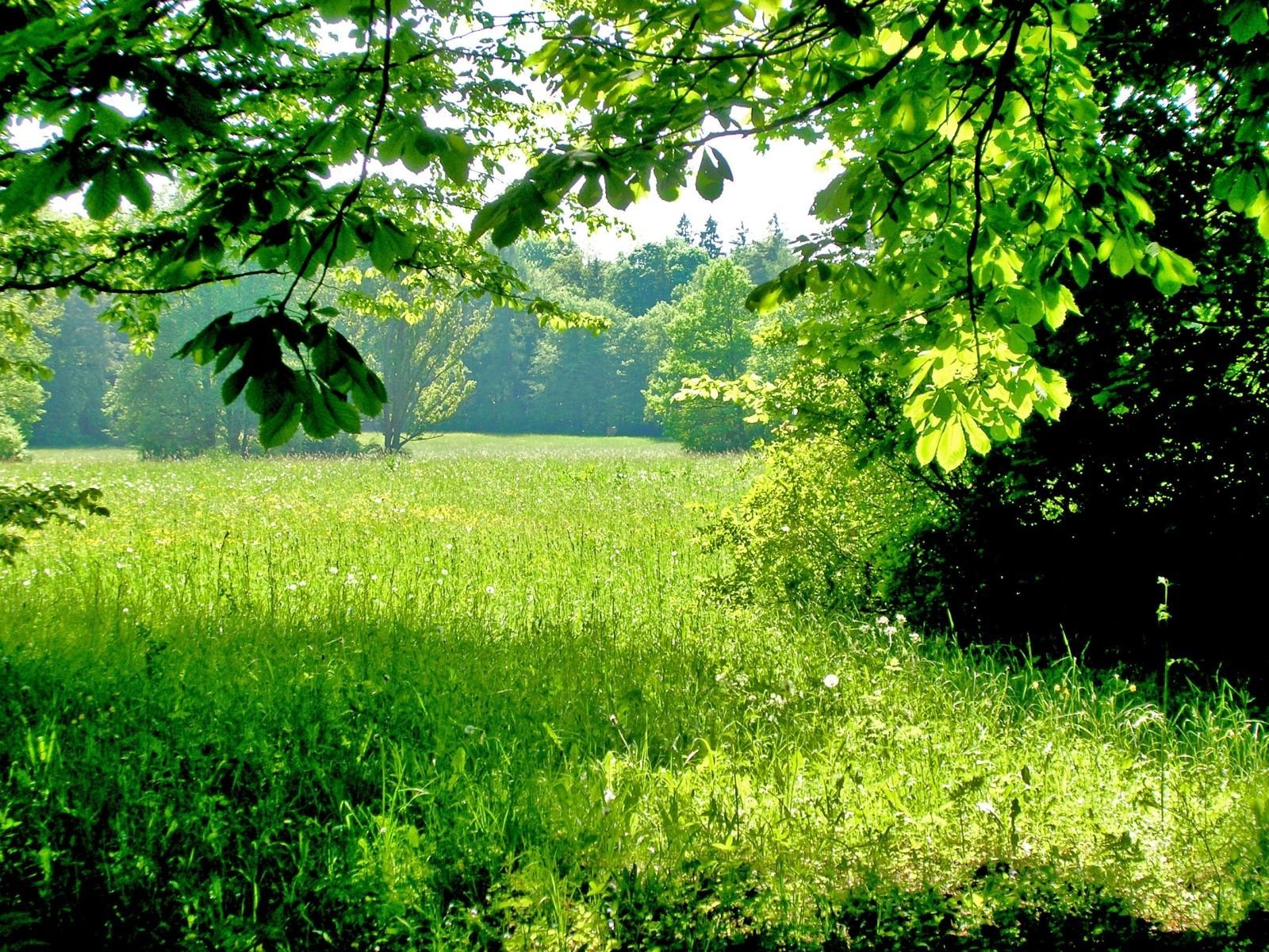 sommer grün bäume gras schatten sonniger tag