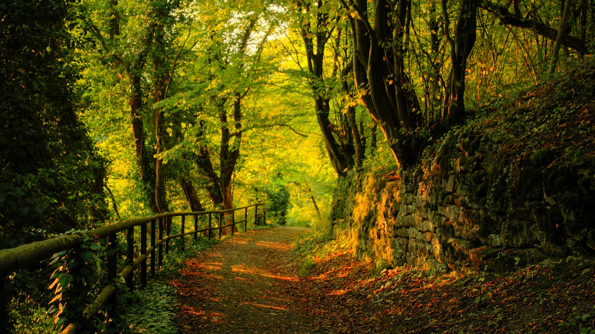 bosque árboles hojas camino