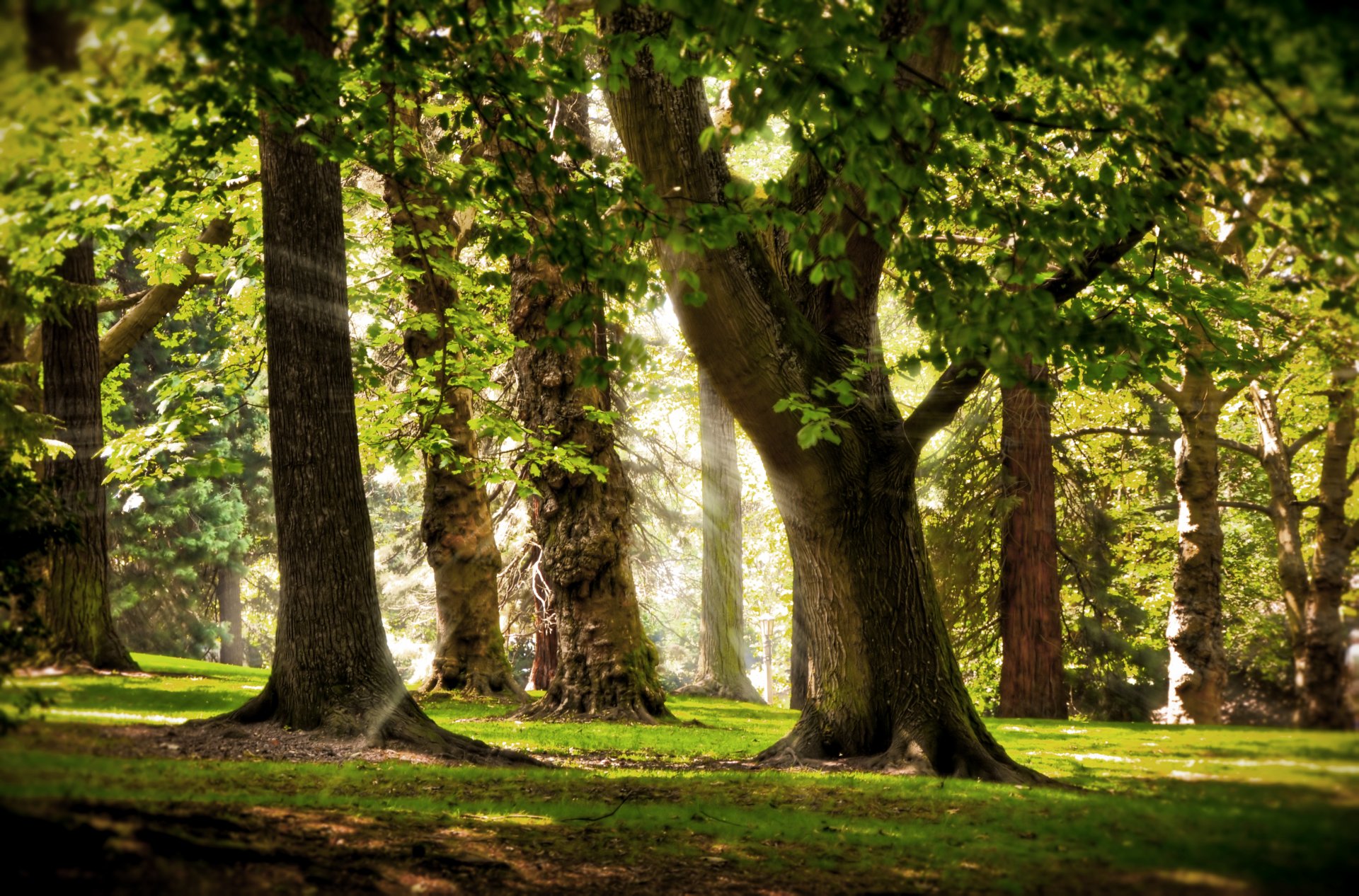 alberi rami erba mattina raggio sole