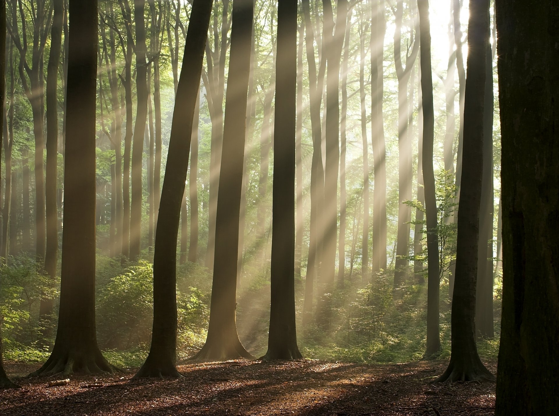 nature forest trees sun rays wallpaper