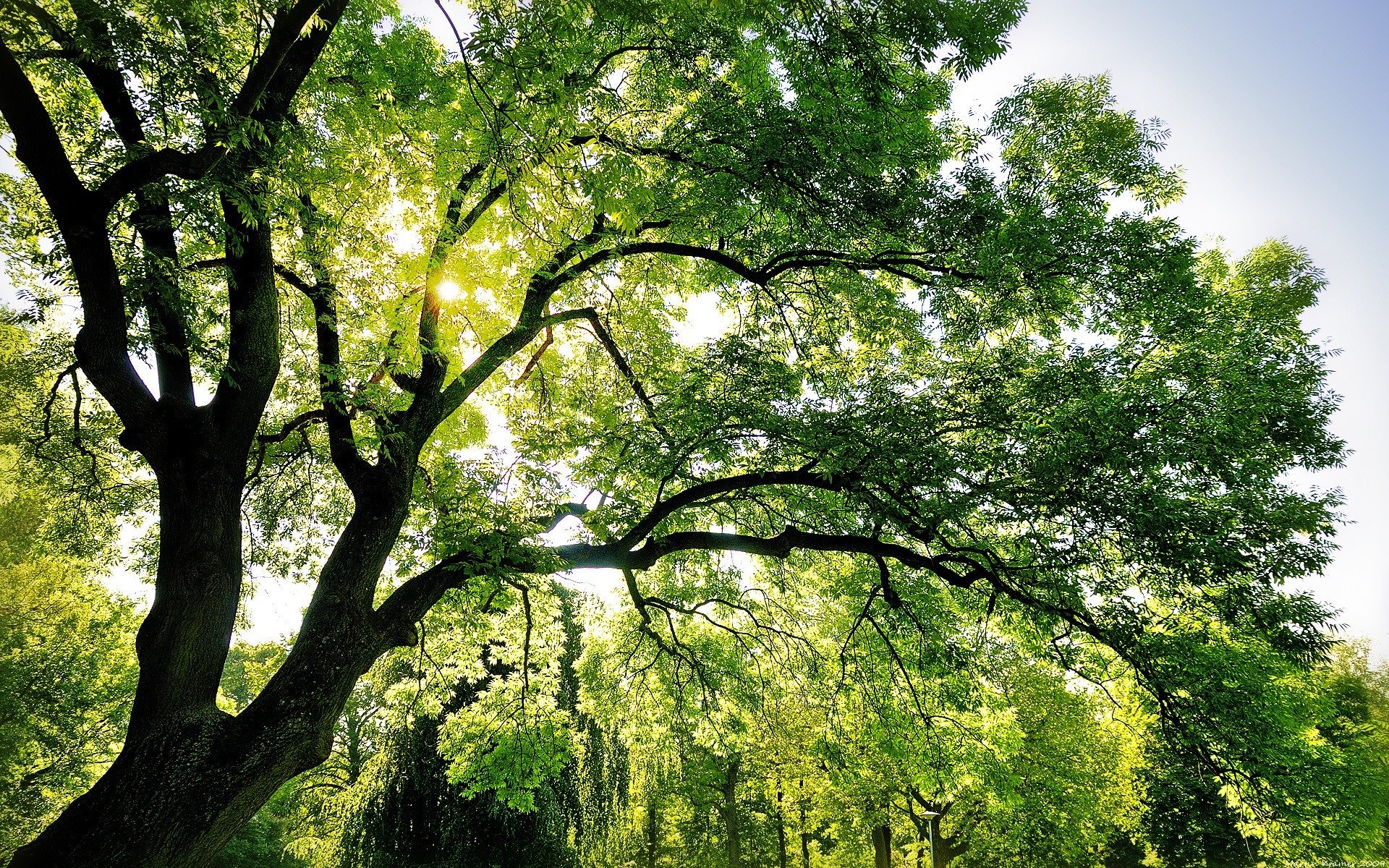 natura legno cielo