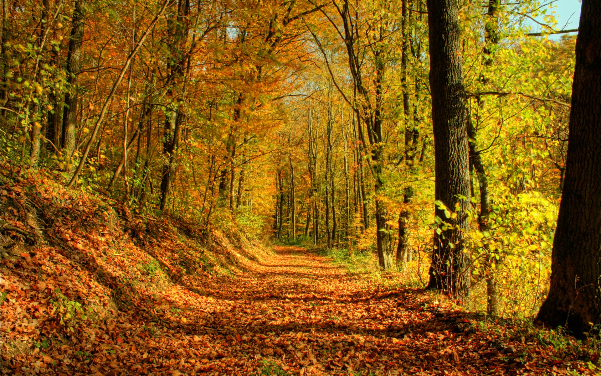 foresta alberi autunno foglie