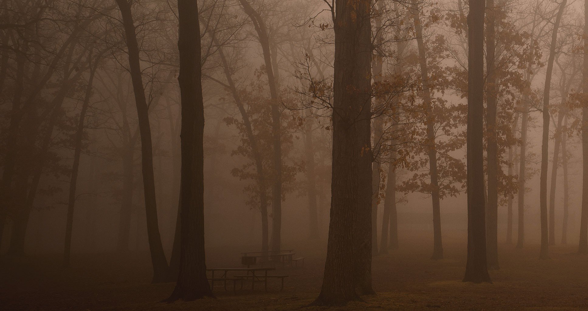 niebla bosque neblina mañana oscuridad frescura árboles bancos descanso libertad belleza