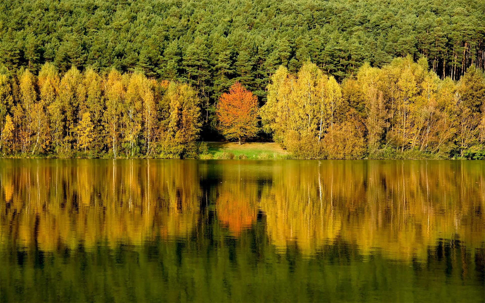 bosque árboles agua reflexión