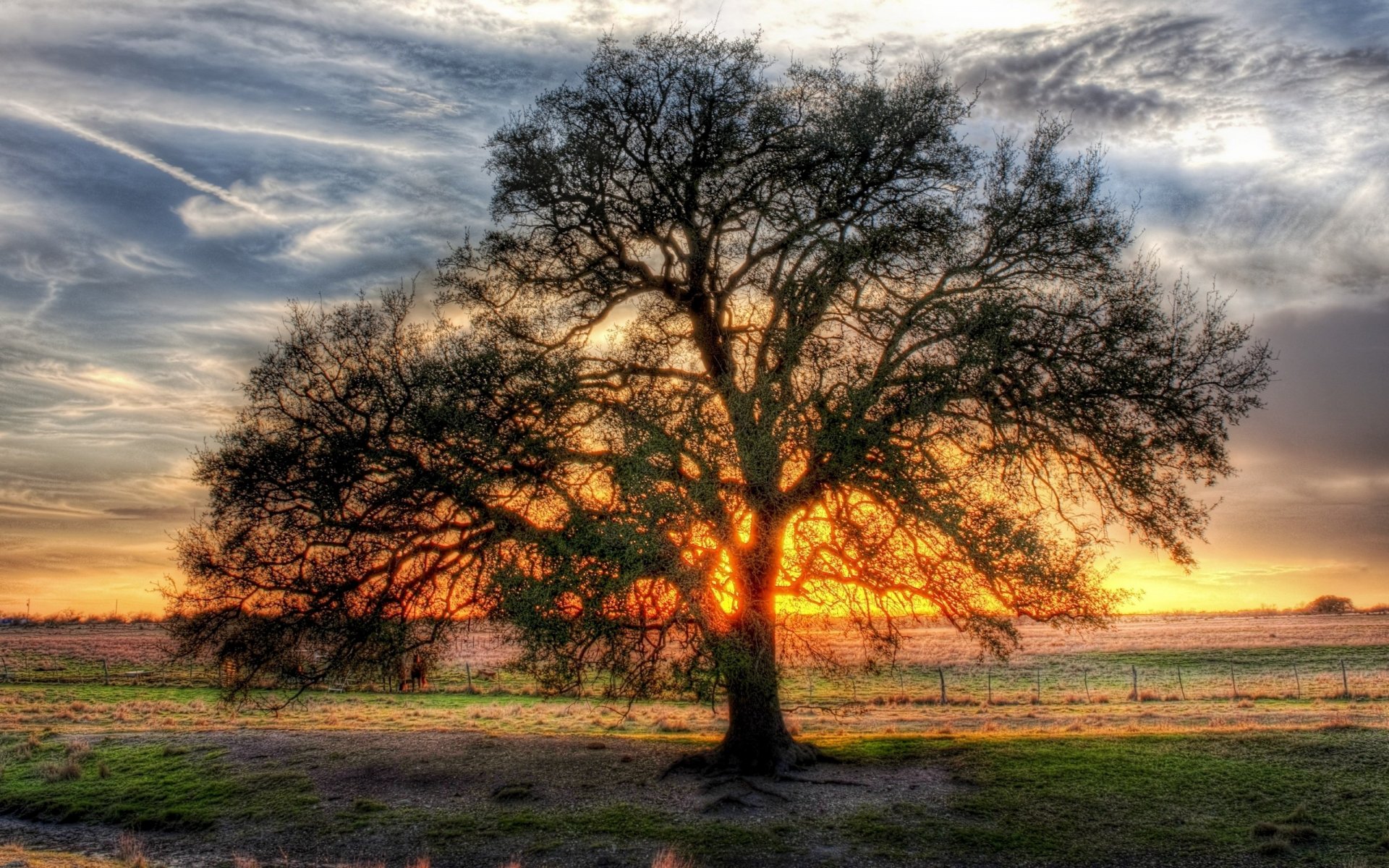 ramificato albero lucernario sole