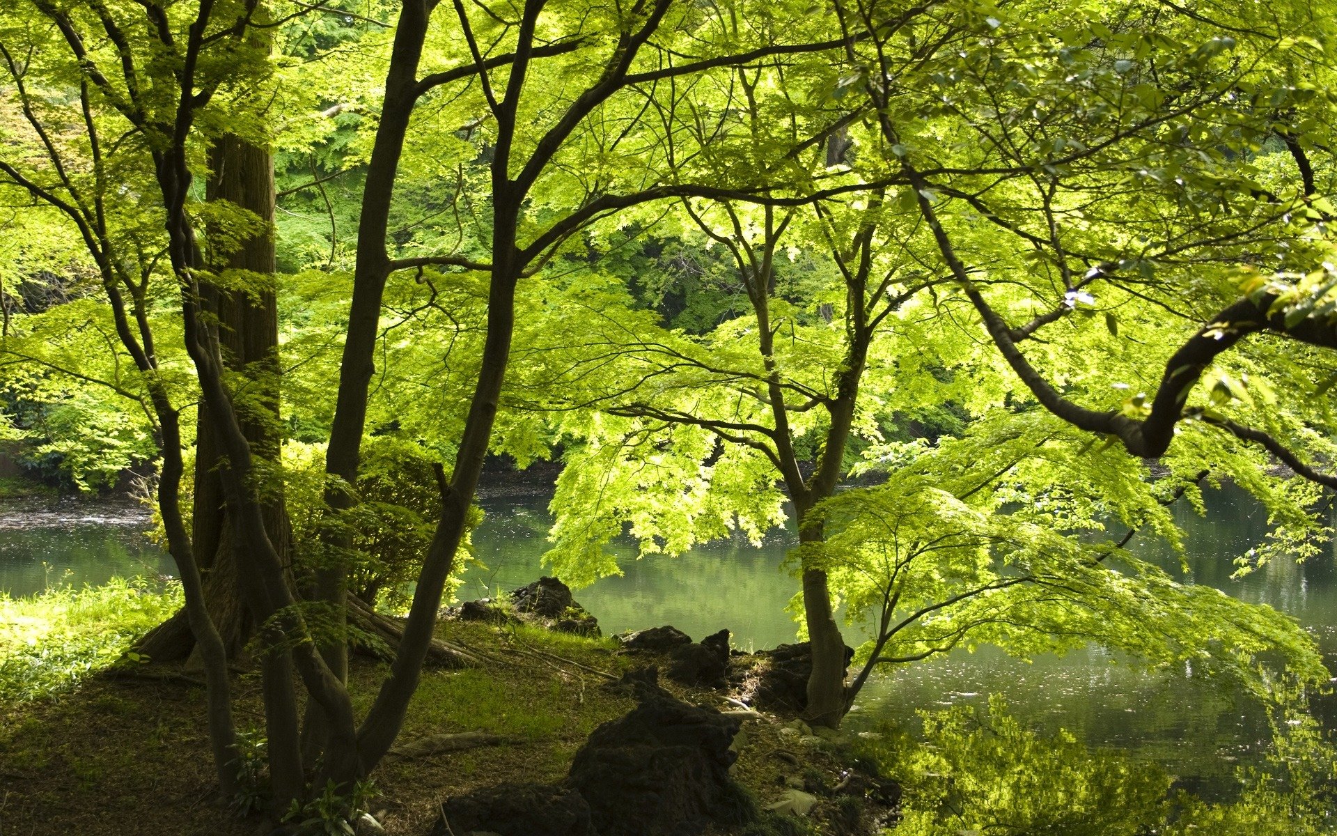 wald bäume fluss