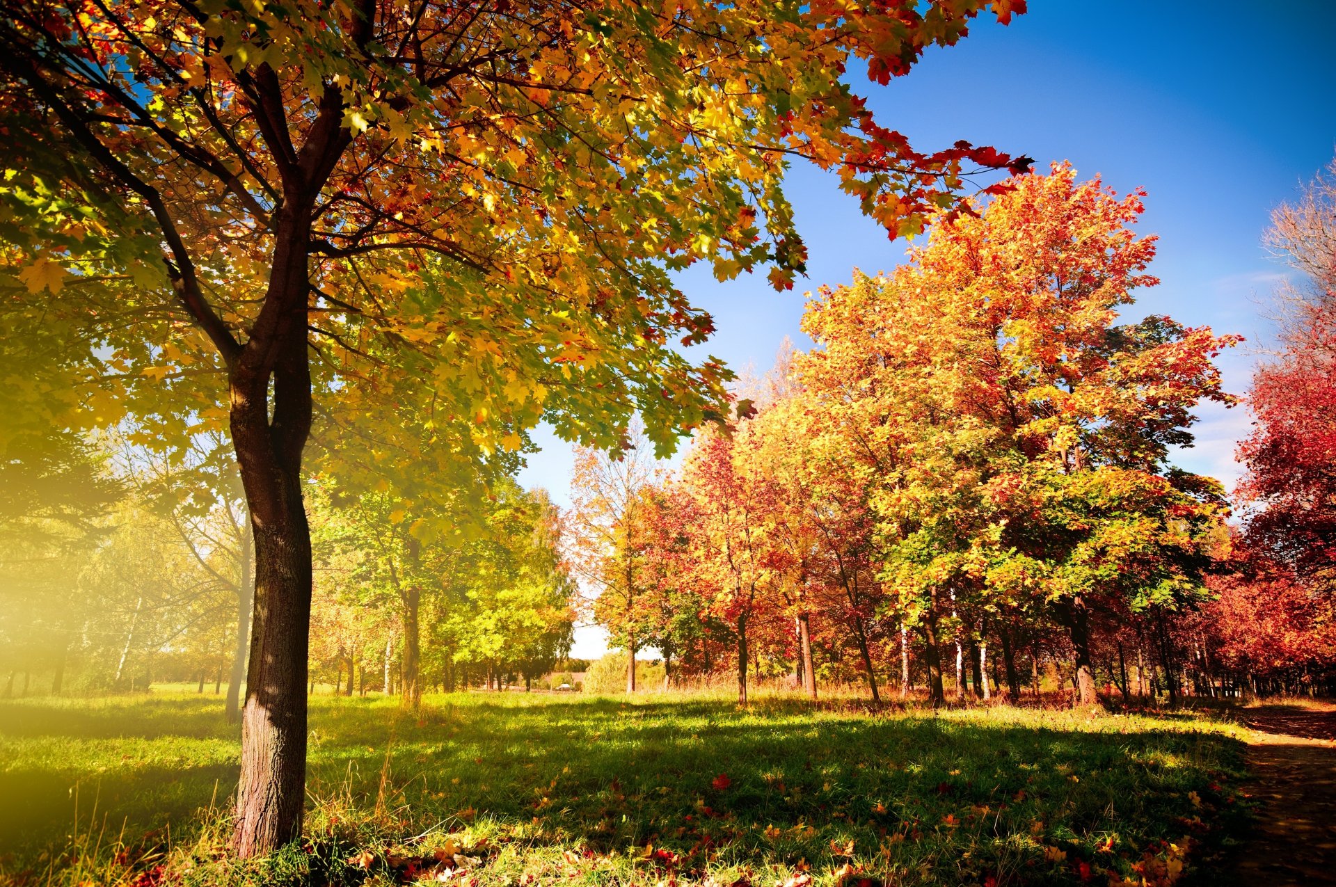 arbres d automne automne arbres tombant feuilles chemin