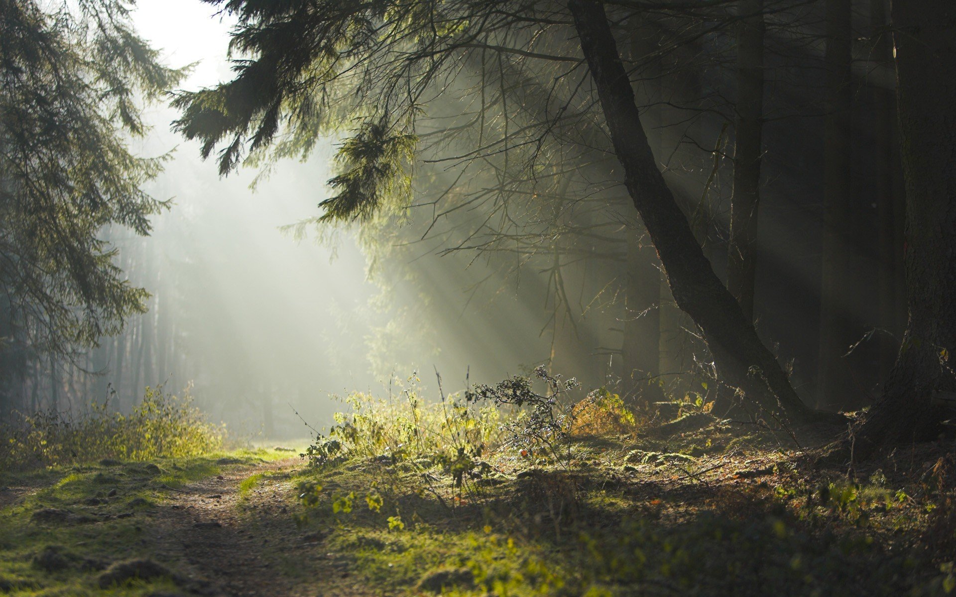 forest summer haze sun rays road tree morning night path beauty nature