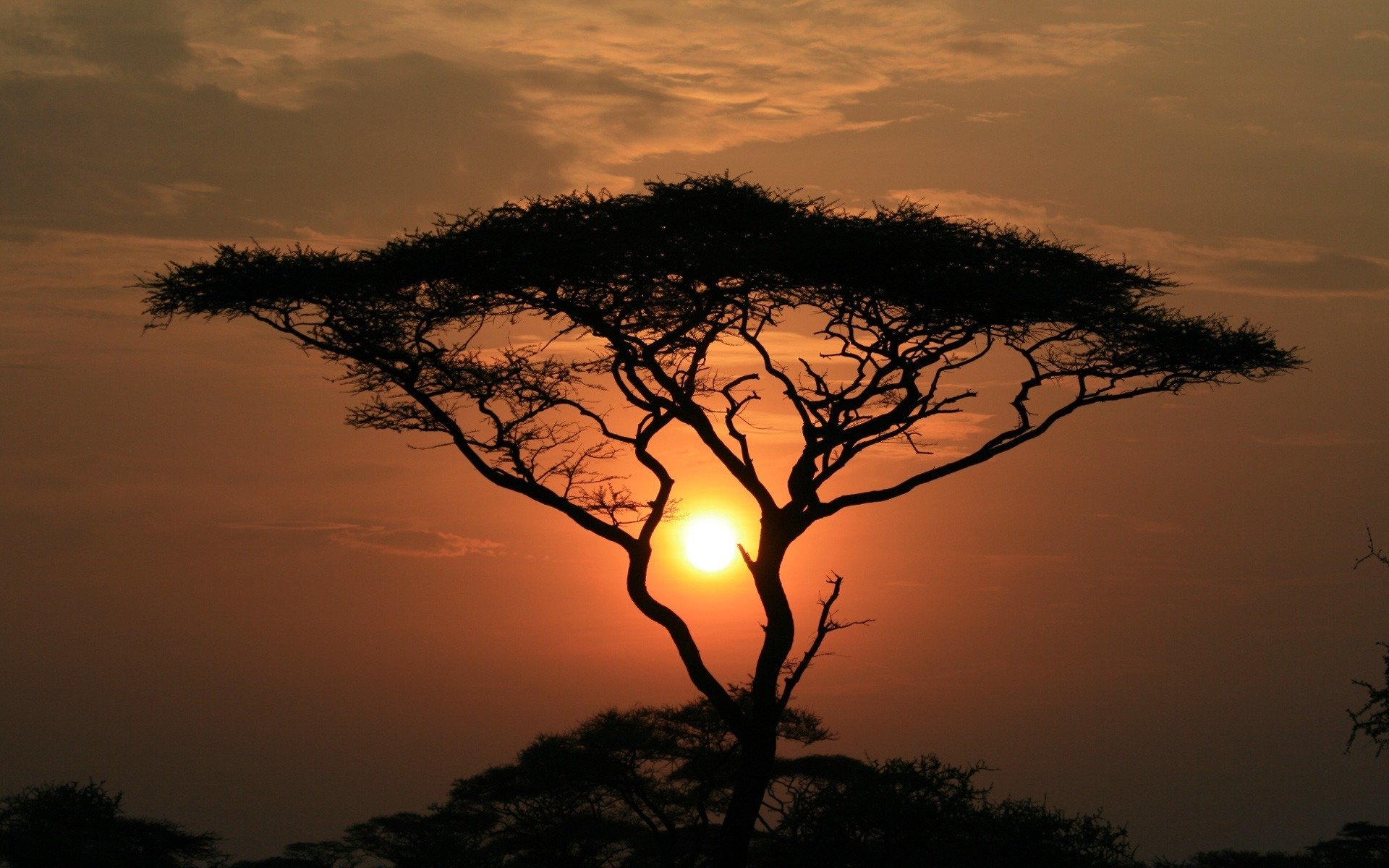 sonnenuntergang baum wolken